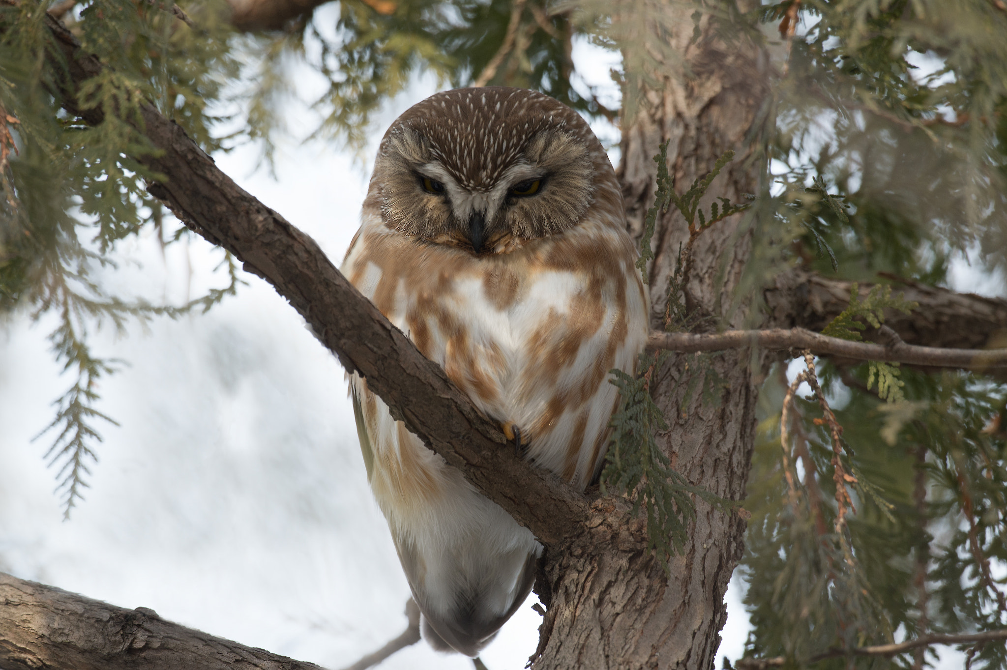 Nikon AF-S Nikkor 800mm F5.6E FL ED VR sample photo. Petite nyctale, aegolius acadicus, northern saw-whet owl photography