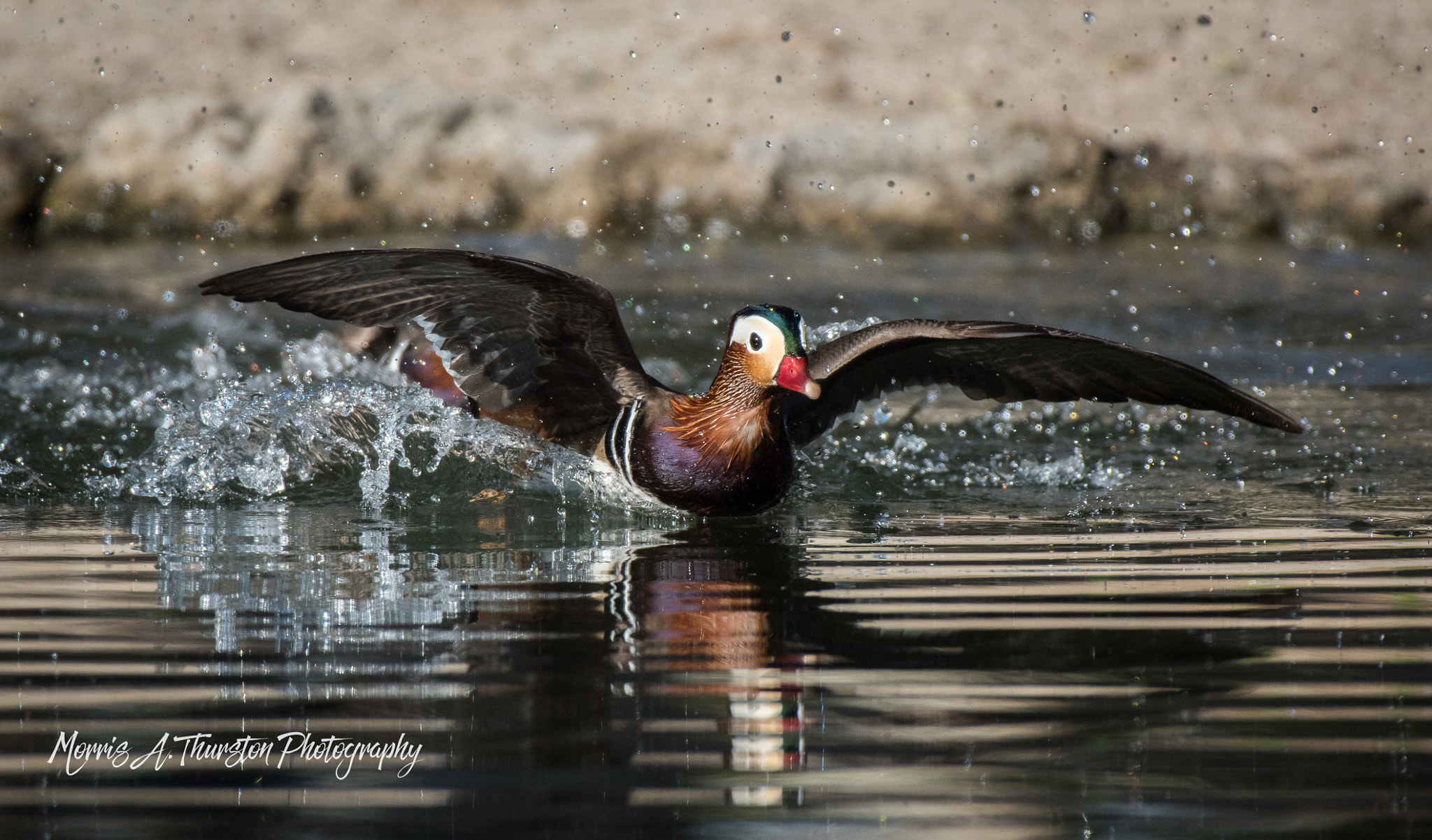 Nikon AF-S Nikkor 200-500mm F5.6E ED VR sample photo. Lift-off! photography