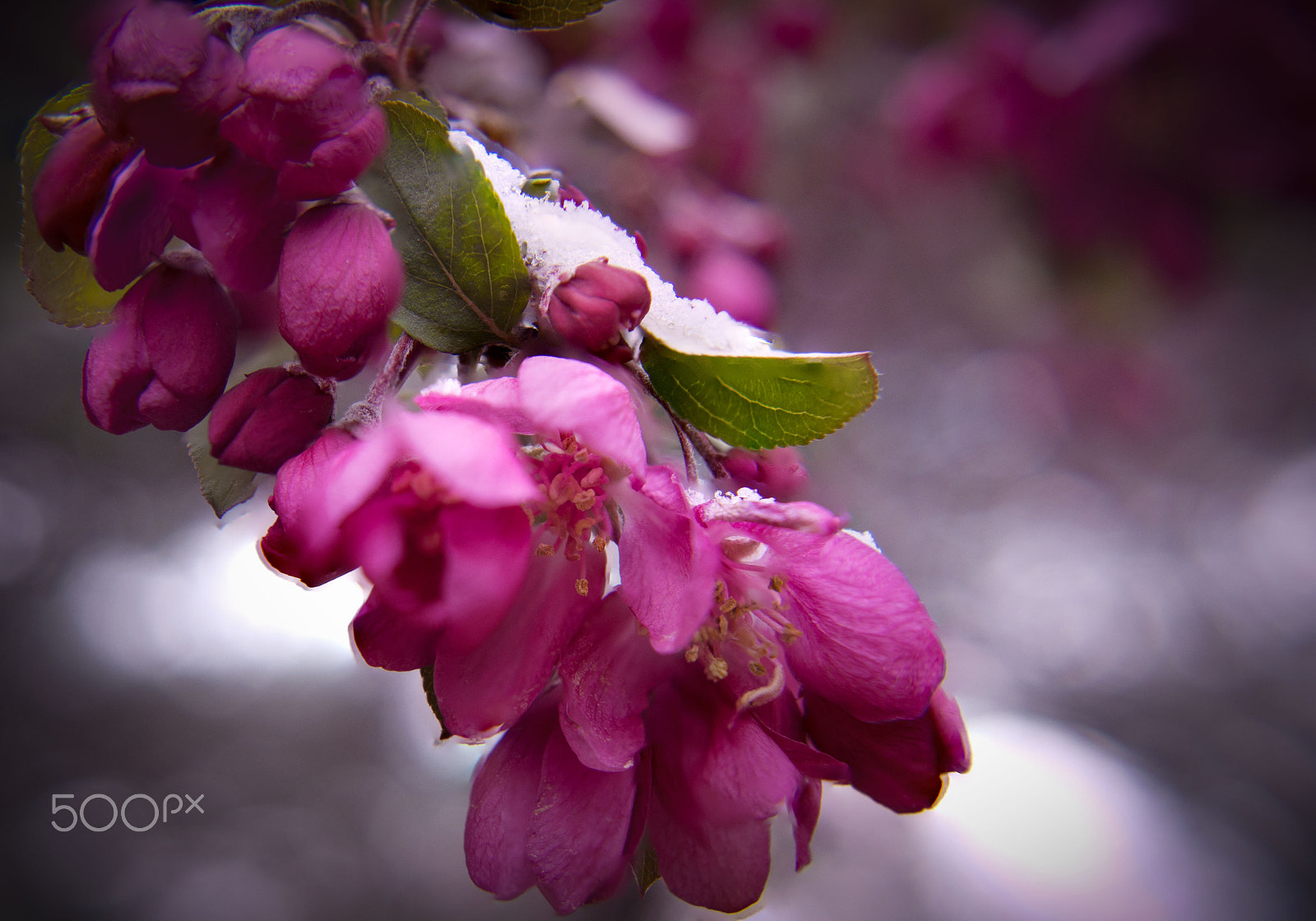 Nikon D7200 sample photo. Winter bloom photography