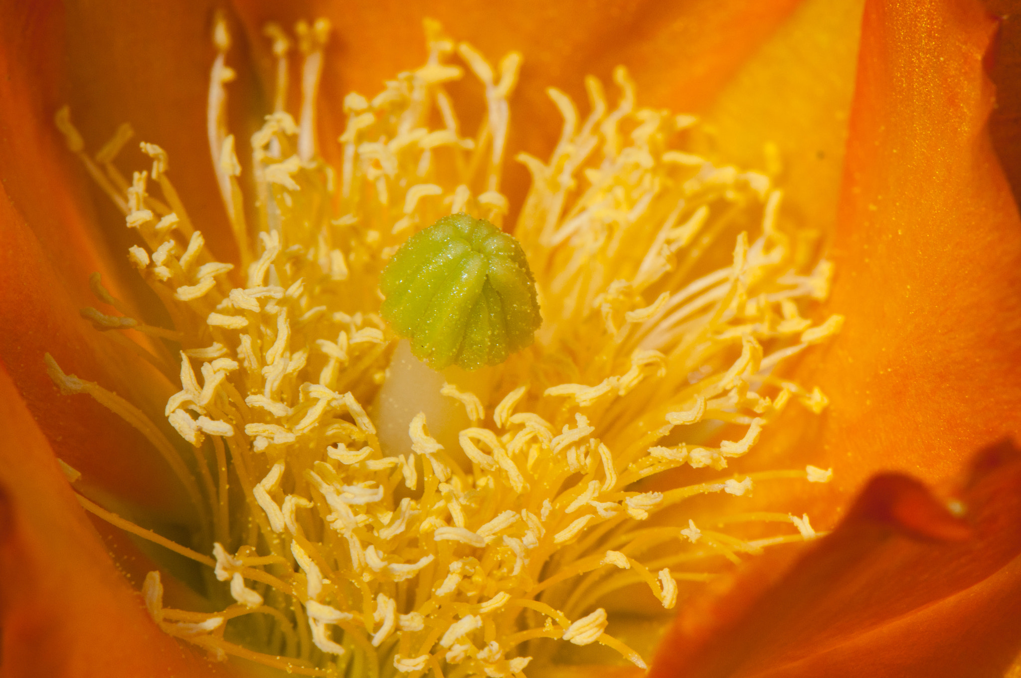 Nikon AF-S Micro-Nikkor 105mm F2.8G IF-ED VR sample photo. Filaments photography