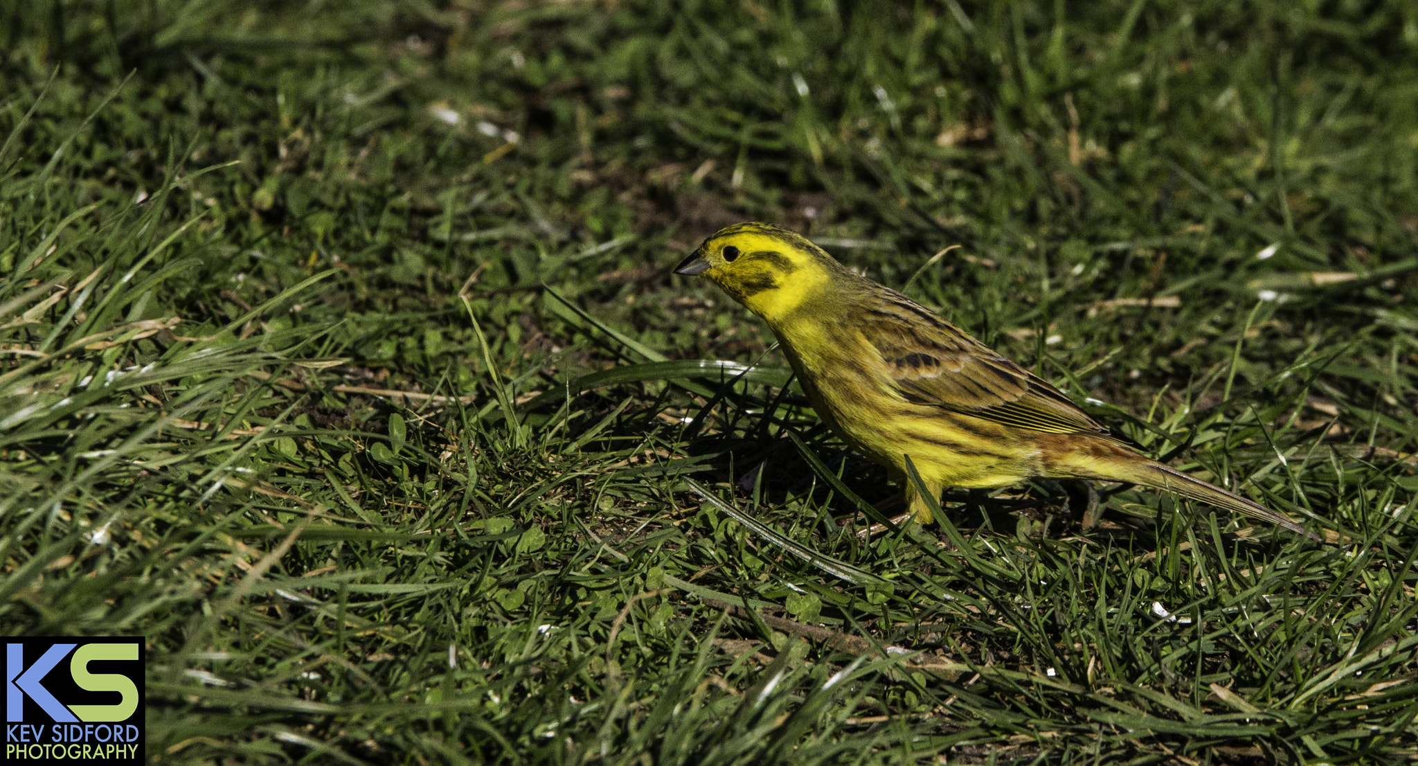 150-600mm F5-6.3 DG OS HSM | Contemporary 015 sample photo