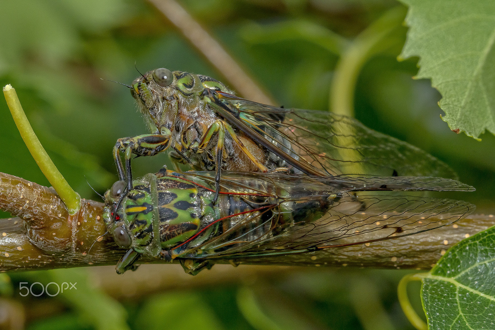 Canon EF 100mm F2.8 Macro USM sample photo. Cicada photography