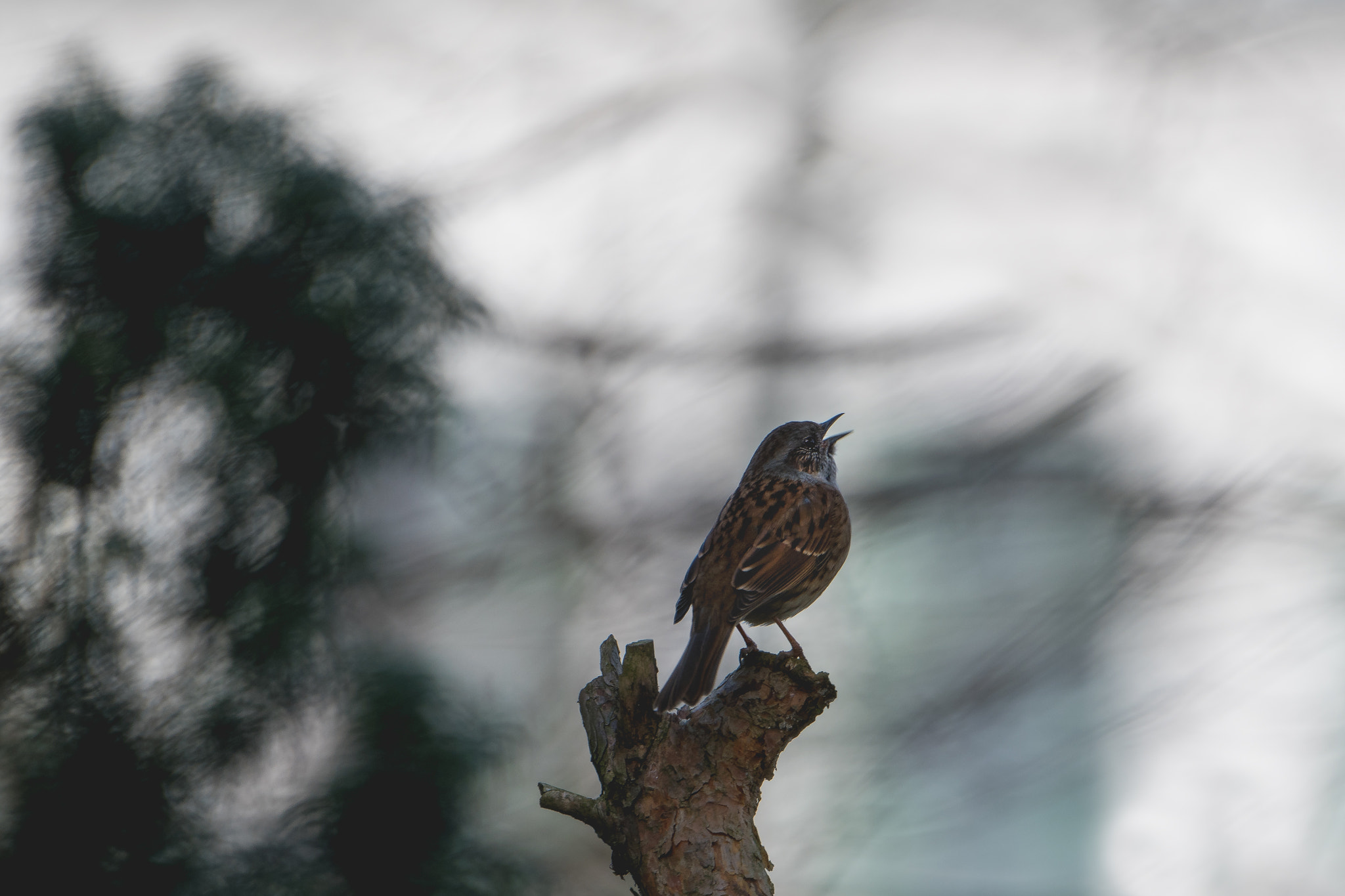 Nikon D500 sample photo. Dunnock photography