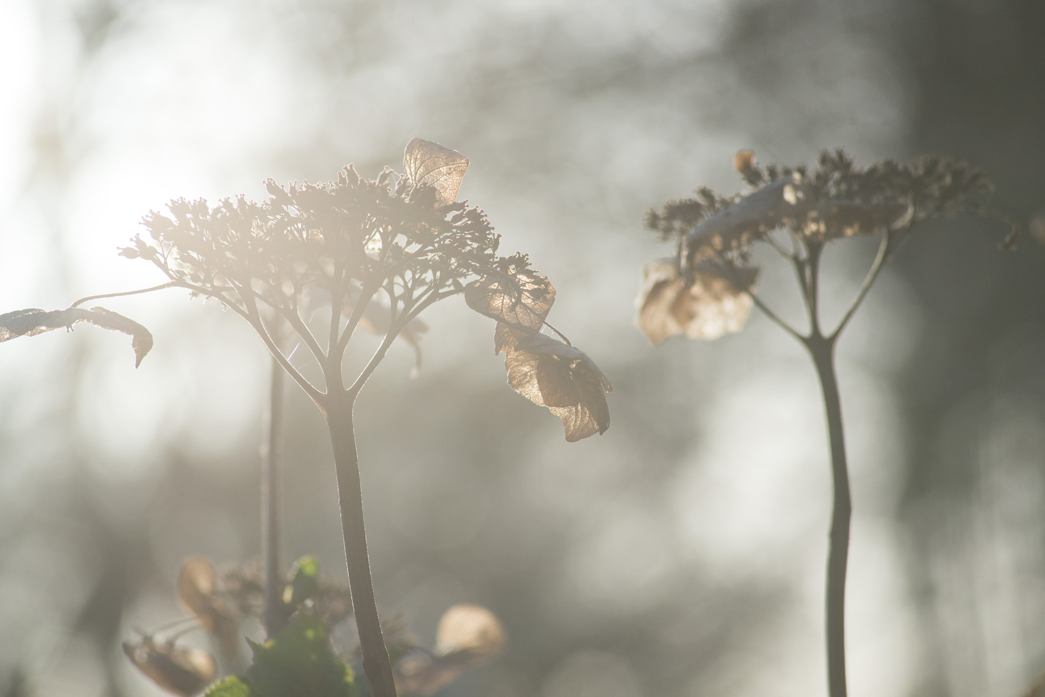 Nikon D600 sample photo. Bright afternoon light photography