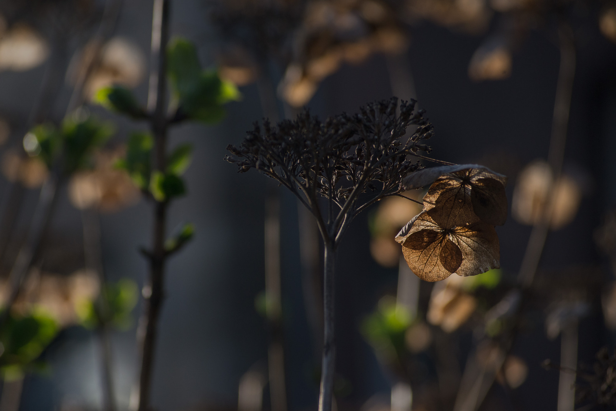 AF Zoom-Nikkor 80-200mm f/4.5-5.6D sample photo. Old and new photography