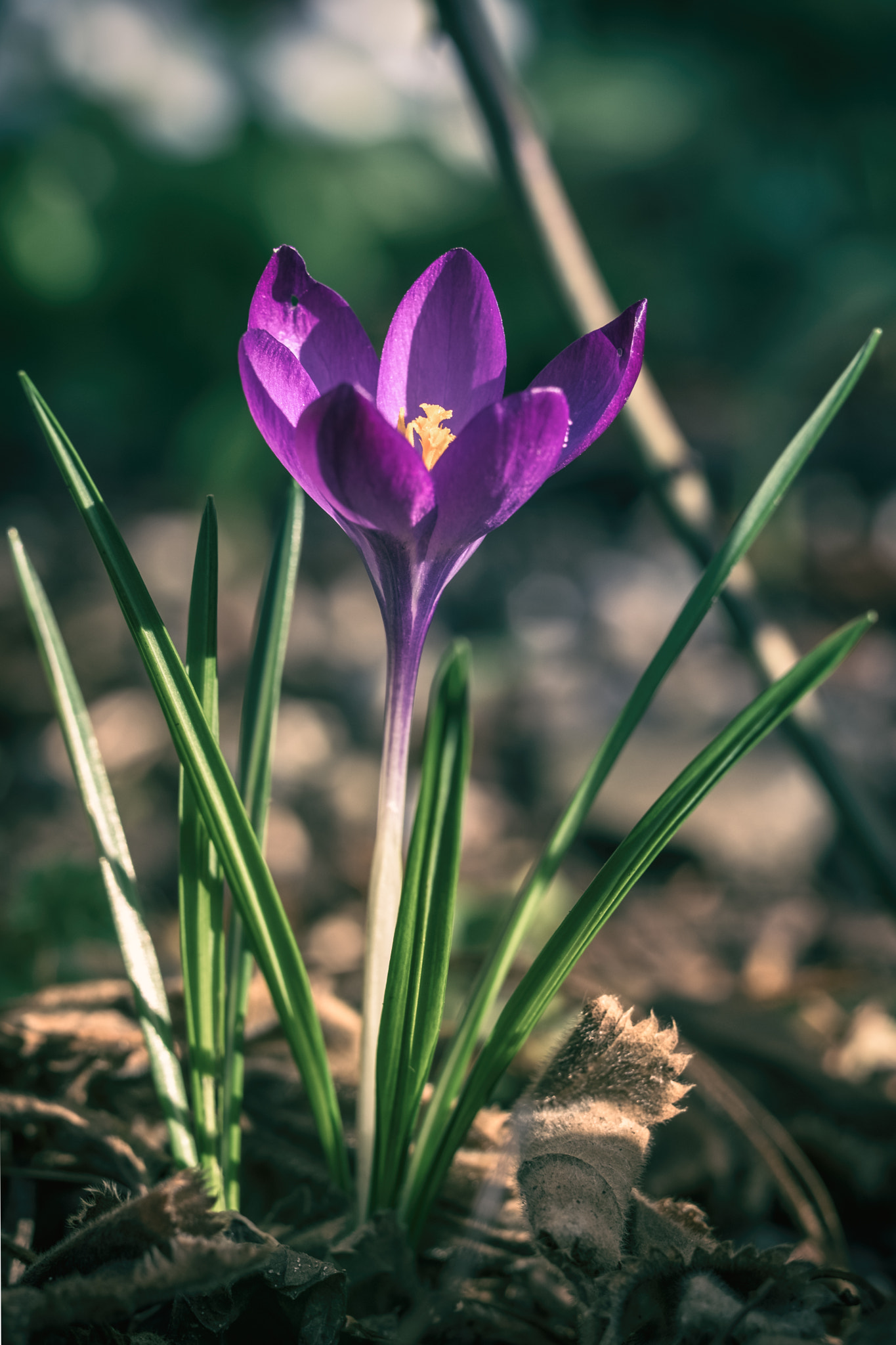 Fujifilm XF 90mm F2 R LM WR sample photo. Crocus photography