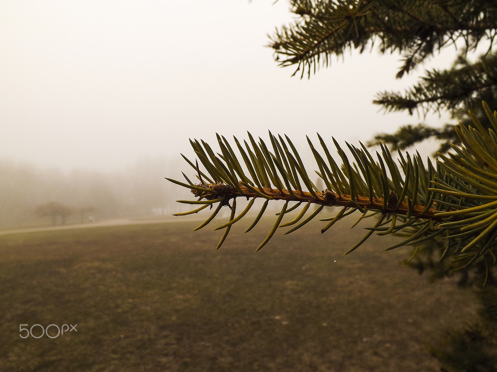 Fujifilm FinePix S4500 sample photo. Morning mist photography