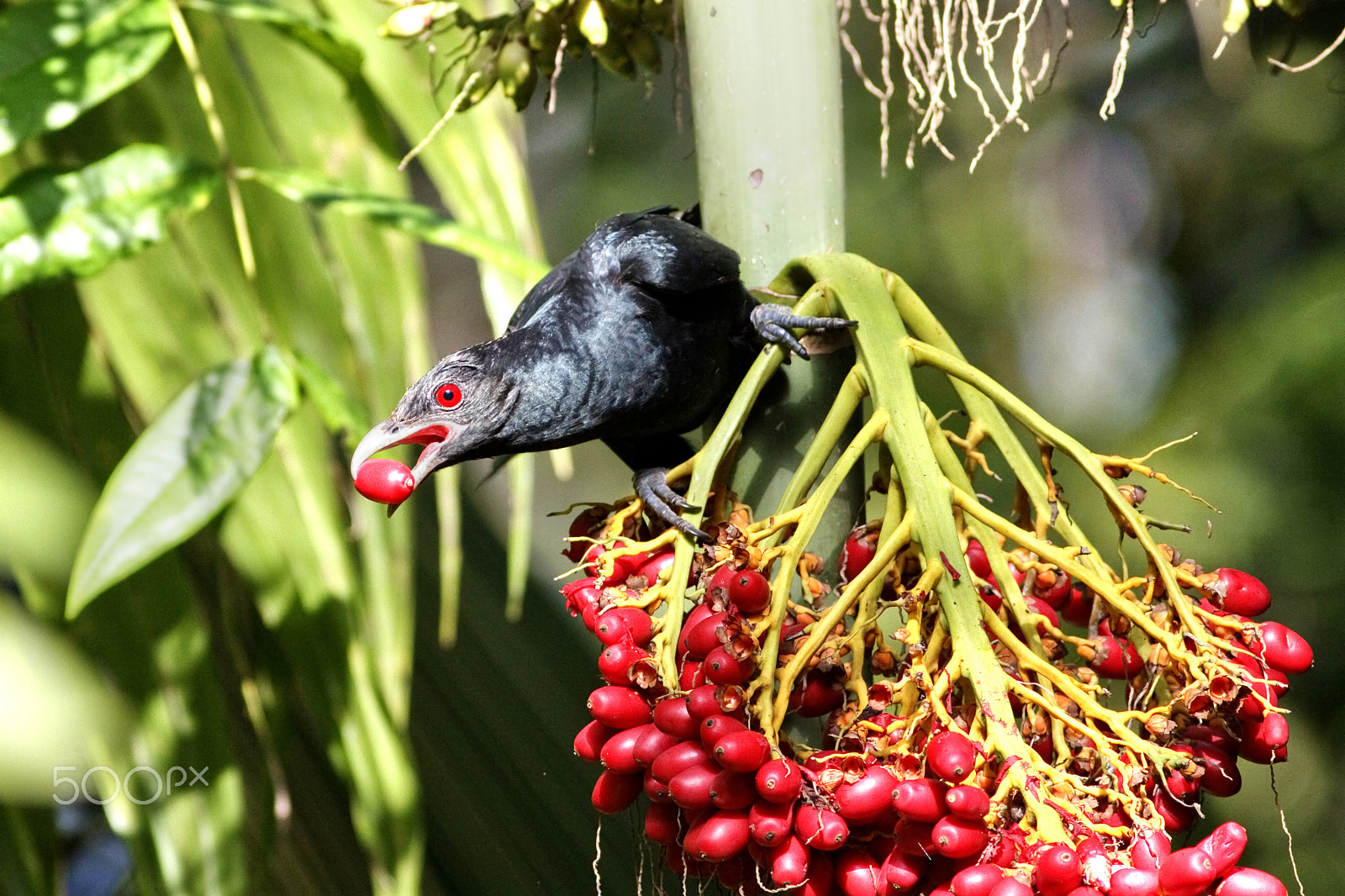 Canon EOS 50D sample photo. Fruit diet photography