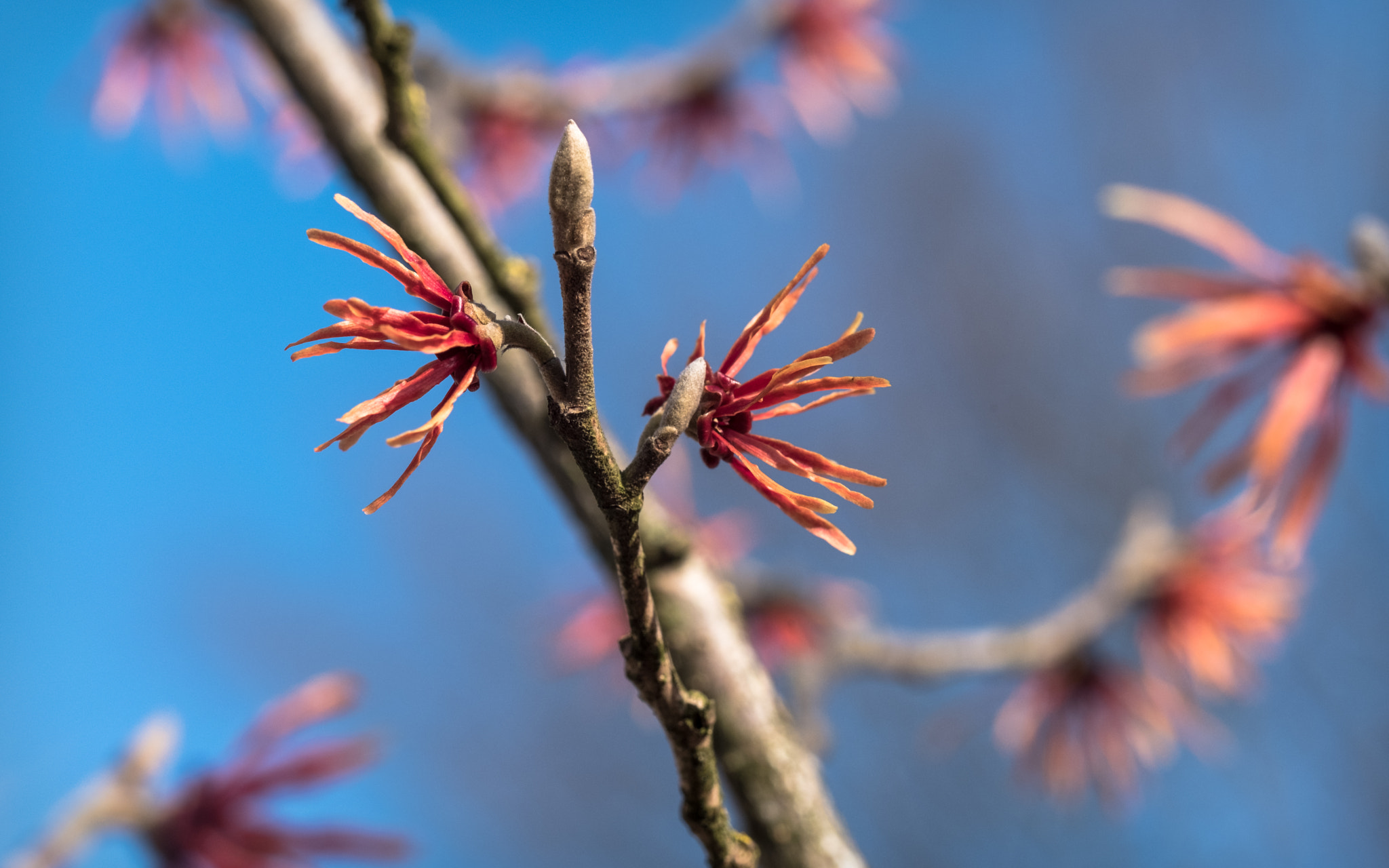 Fujifilm X-T2 + Fujifilm XF 90mm F2 R LM WR sample photo. Unknown photography