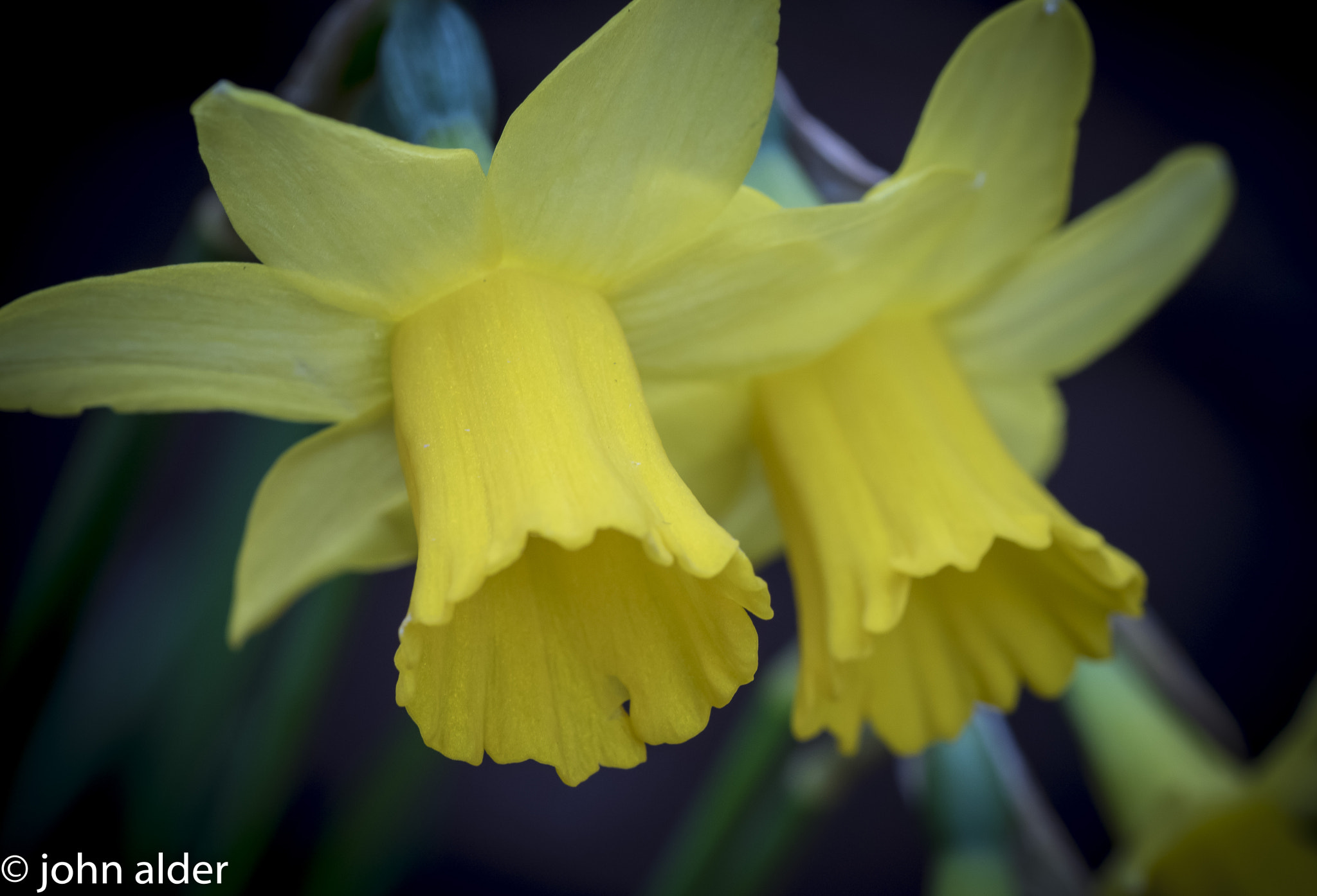 Nikon D5300 + Tamron SP 90mm F2.8 Di VC USD 1:1 Macro sample photo. Narcissus flower heads photography