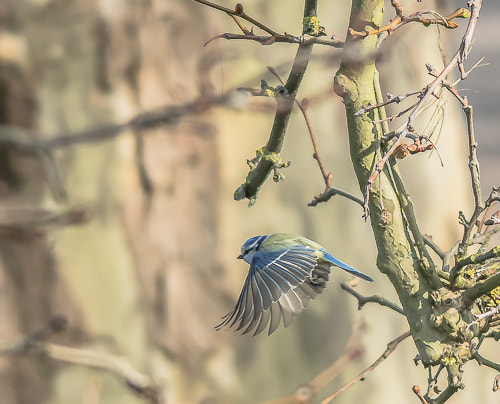 Sigma 150-500mm F5-6.3 DG OS HSM sample photo. Take off.... photography