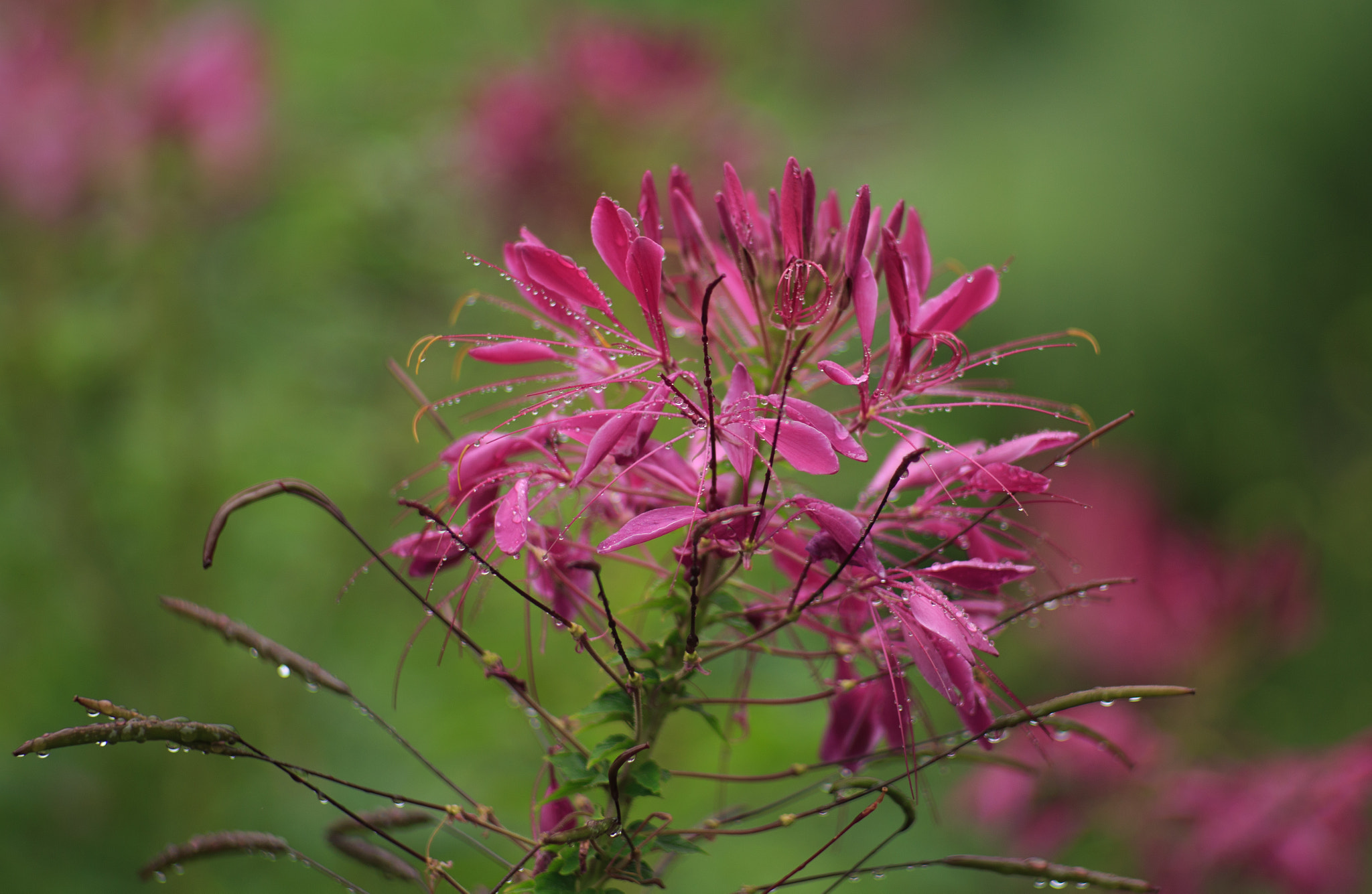 Canon EF 35-80mm f/4-5.6 sample photo. Flowers after the rain photography