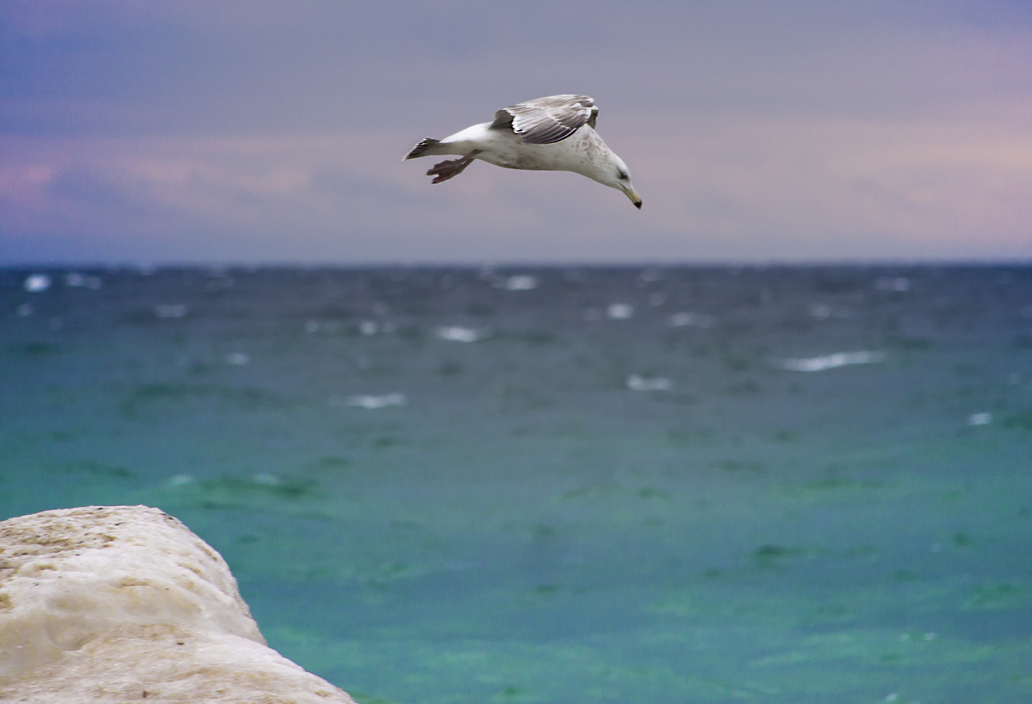 Canon EF-S 55-250mm F4-5.6 IS STM sample photo. Seagull photography