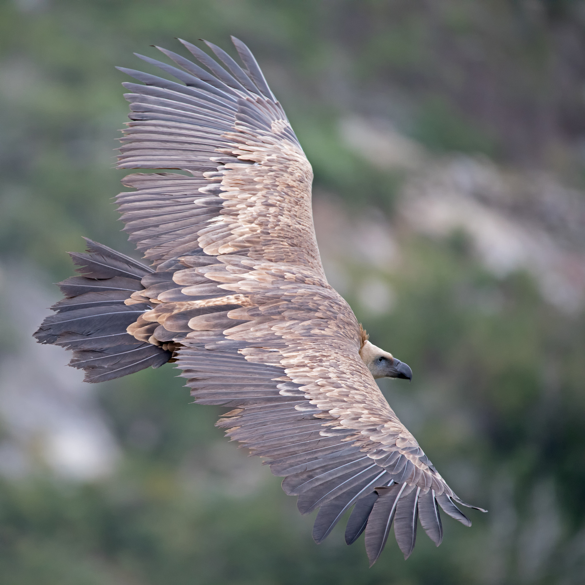 Canon EOS 5D Mark IV sample photo. Griffon vulture in flight photography