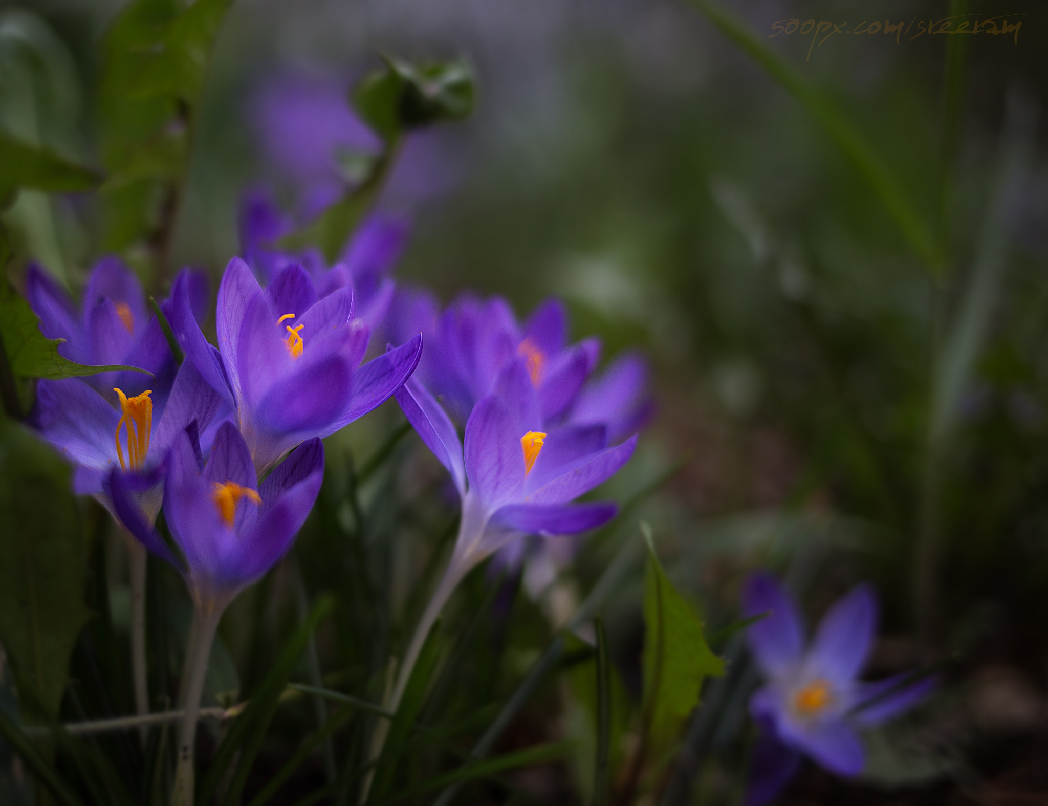 Canon EF 35mm F2 IS USM sample photo. Roadside beauty! photography