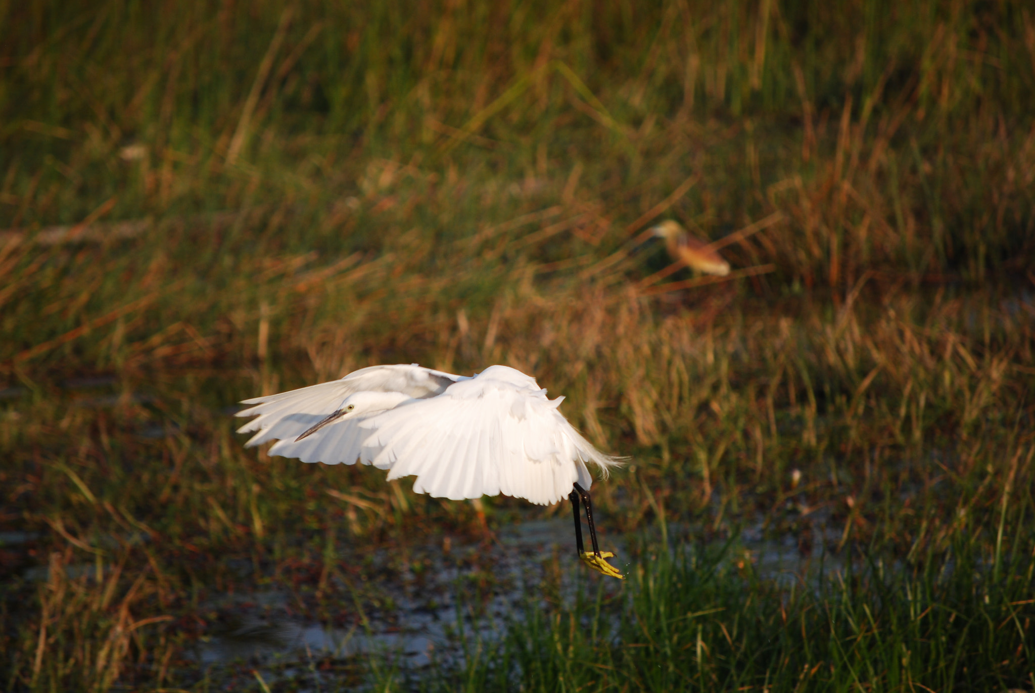 Nikon D60 + Nikon AF-S DX Nikkor 55-200mm F4-5.6G VR sample photo. Botswana - okavango photography