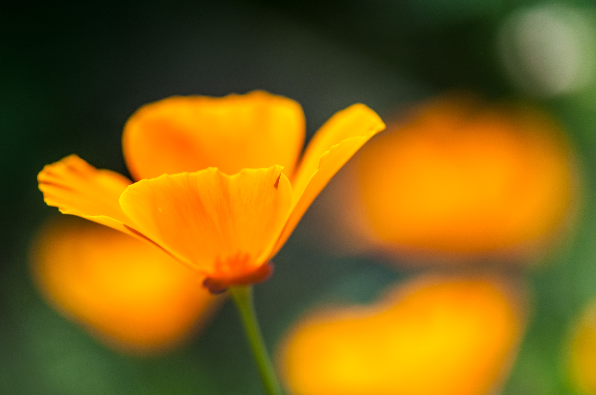 Nikon AF-S Micro-Nikkor 105mm F2.8G IF-ED VR sample photo. Poésie photography