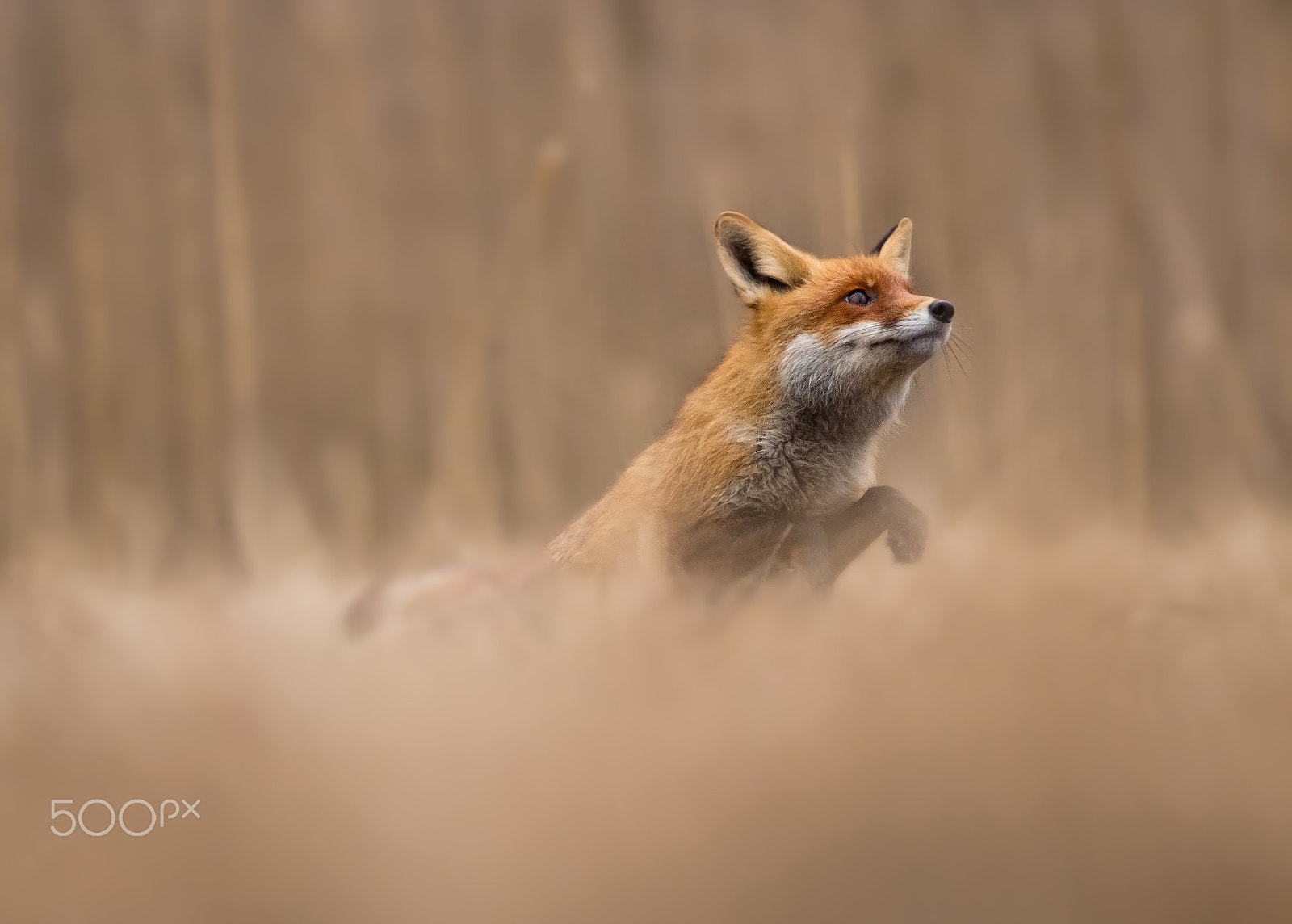 Canon EOS 80D + Canon EF 400mm F5.6L USM sample photo. Liška obecná photography