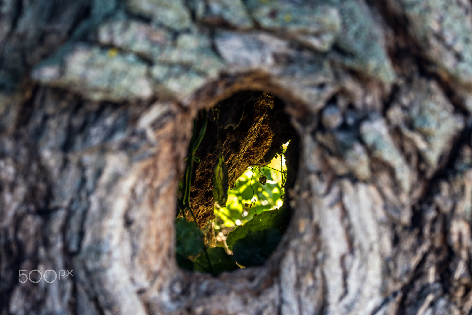 Sigma 105mm F2.8 EX DG OS HSM sample photo. Secret eye photography