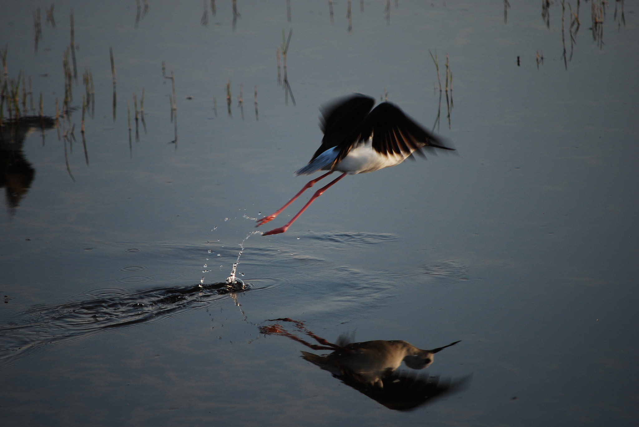 Nikon D60 sample photo. Botswana - okavango photography