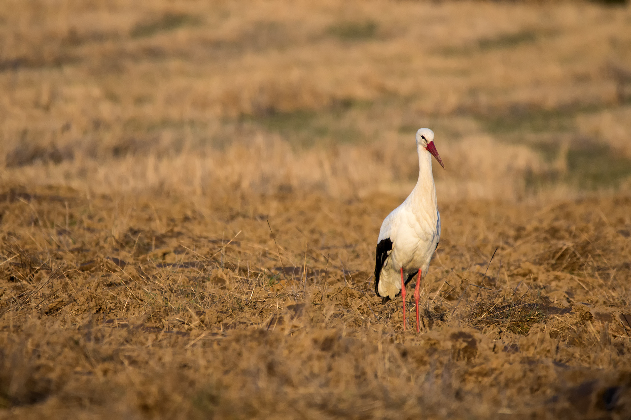 150-600mm F5-6.3 DG OS HSM | Contemporary 015 sample photo. Stork in the sun... photography