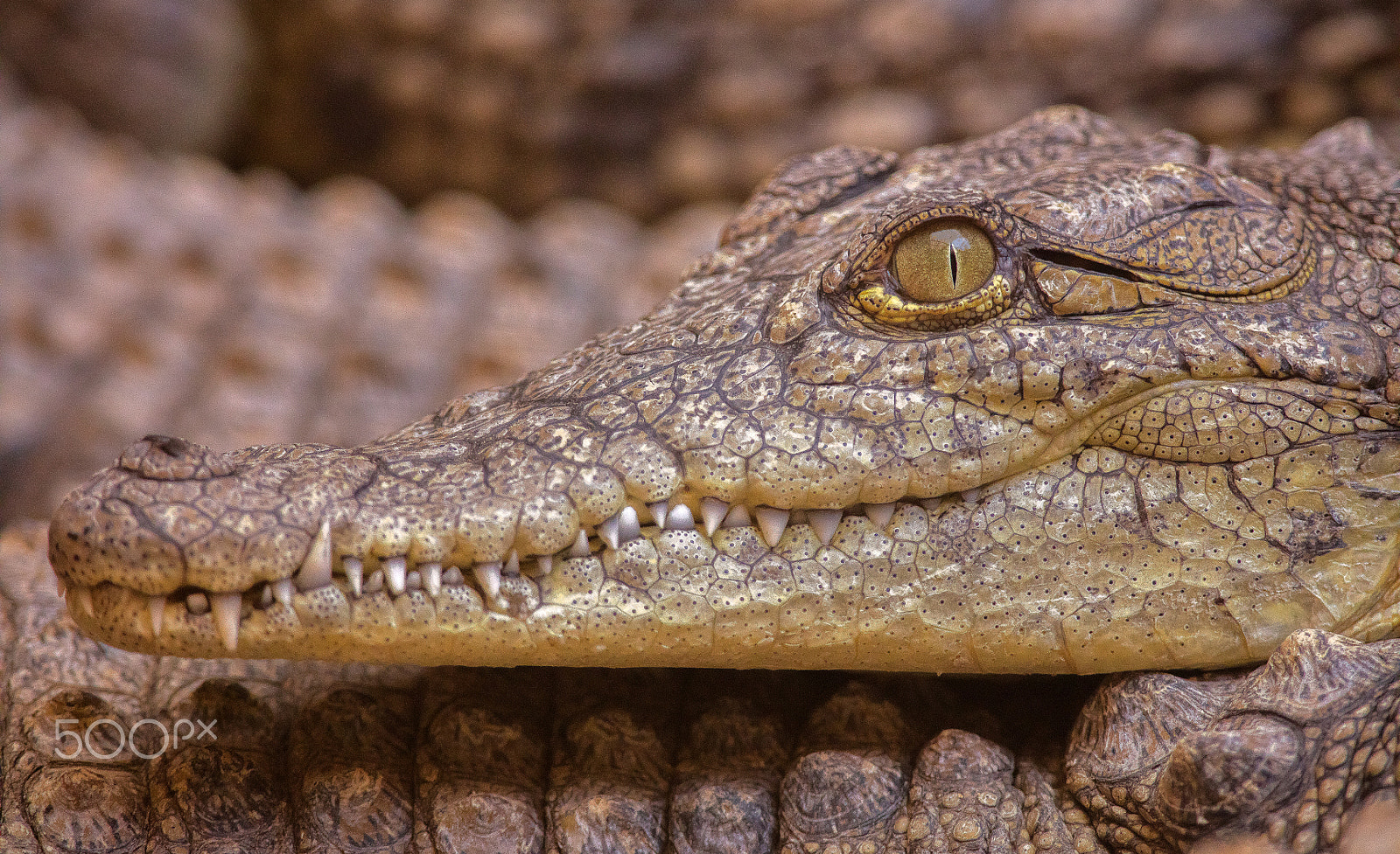 Canon EF 400mm F2.8L IS II USM sample photo. Crocodile egyptien photography