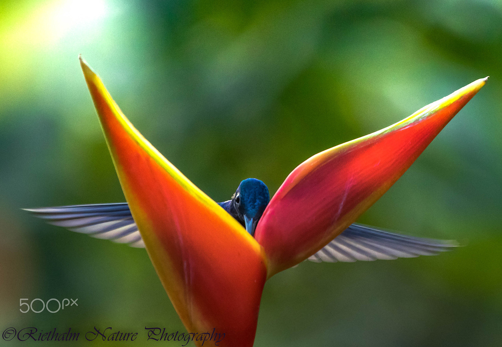 Canon EF 70-200mm F4L USM sample photo. White-necked jacobin photography