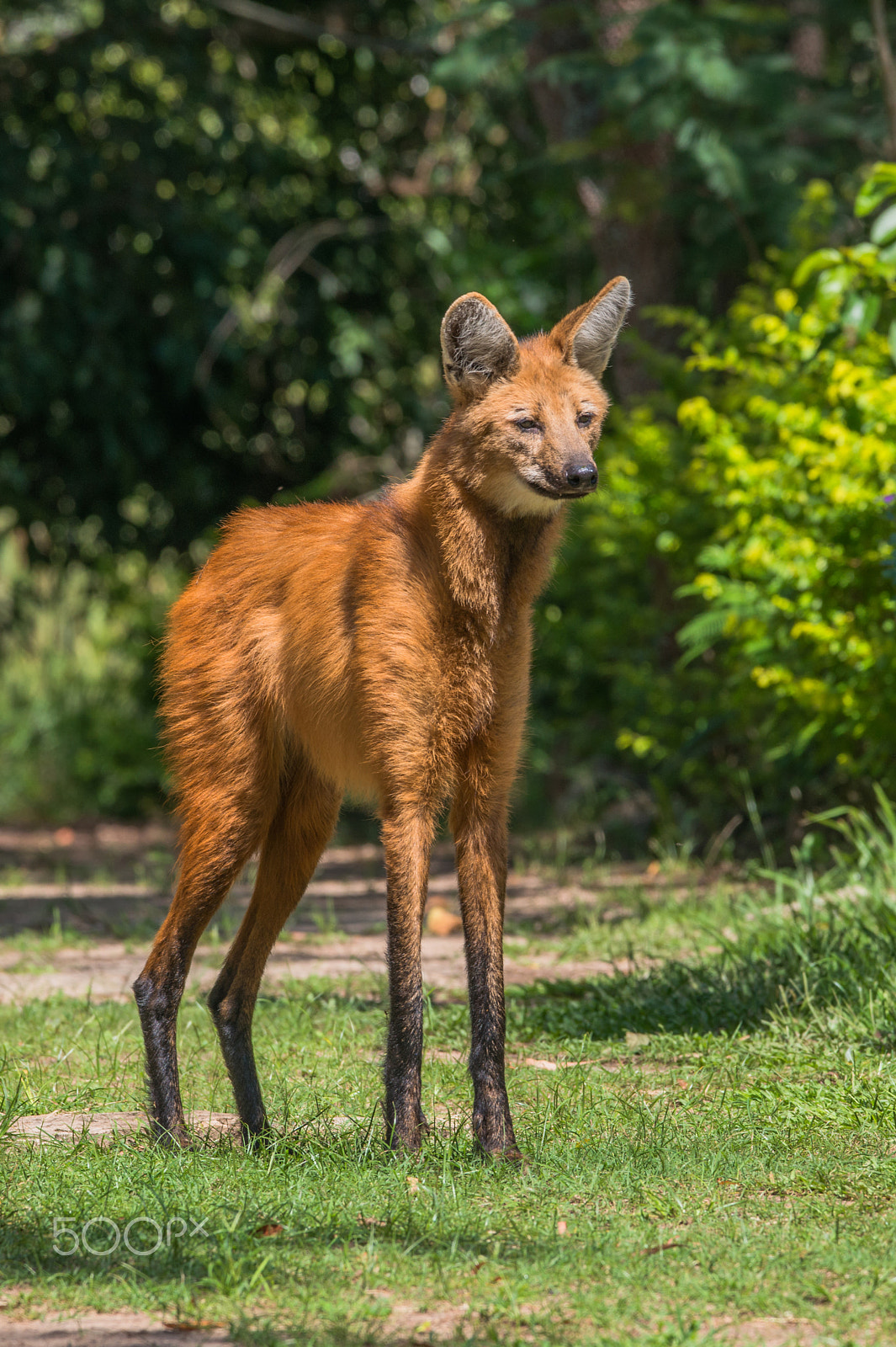 Nikon D800 + Sigma 150-600mm F5-6.3 DG OS HSM | C sample photo. Maned wolf (chrysocyon brachyurus) photography