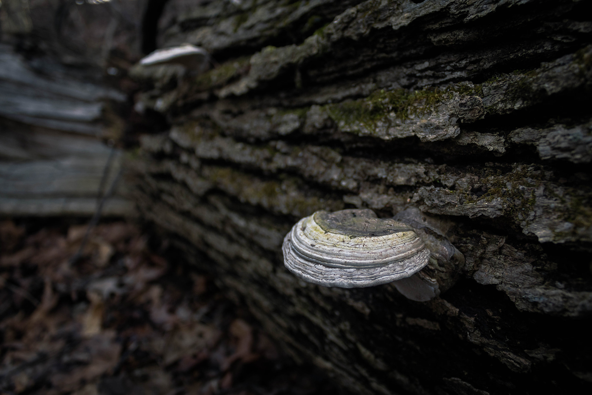 Canon EOS 7D Mark II + Canon EF-S 18-55mm F3.5-5.6 IS sample photo. Lone shroom photography
