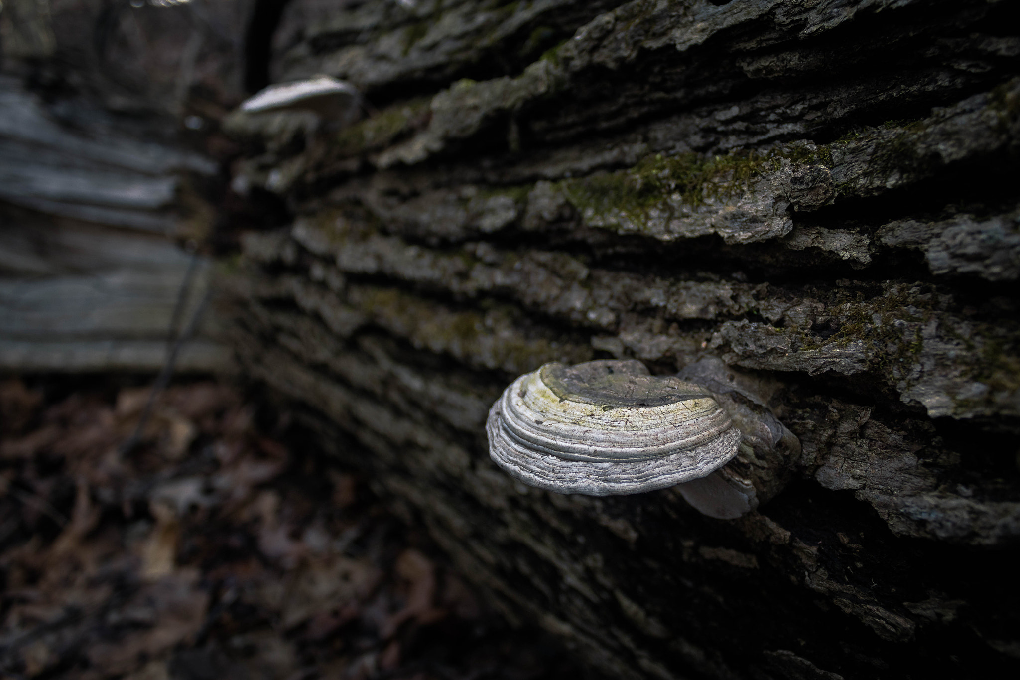 Canon EF-S 18-55mm F3.5-5.6 IS sample photo. Lone shroom photography