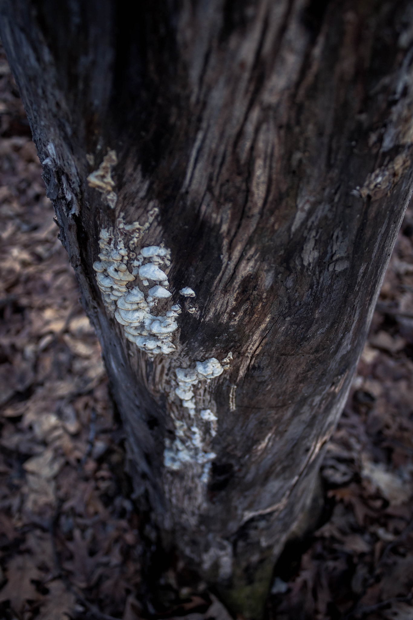 Canon EF-S 18-55mm F3.5-5.6 IS sample photo. Mushroom cluster photography
