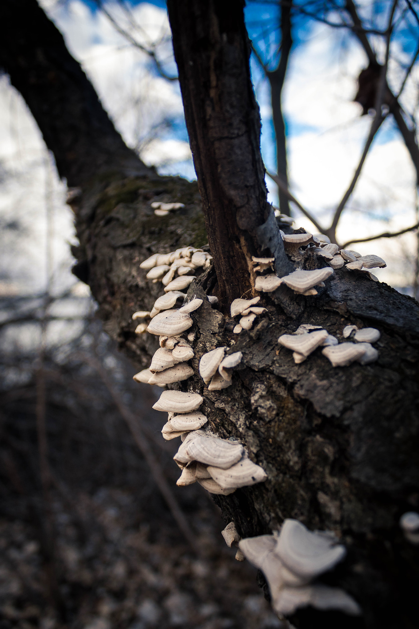 Canon EF-S 18-55mm F3.5-5.6 IS sample photo. Thriving shrooms photography