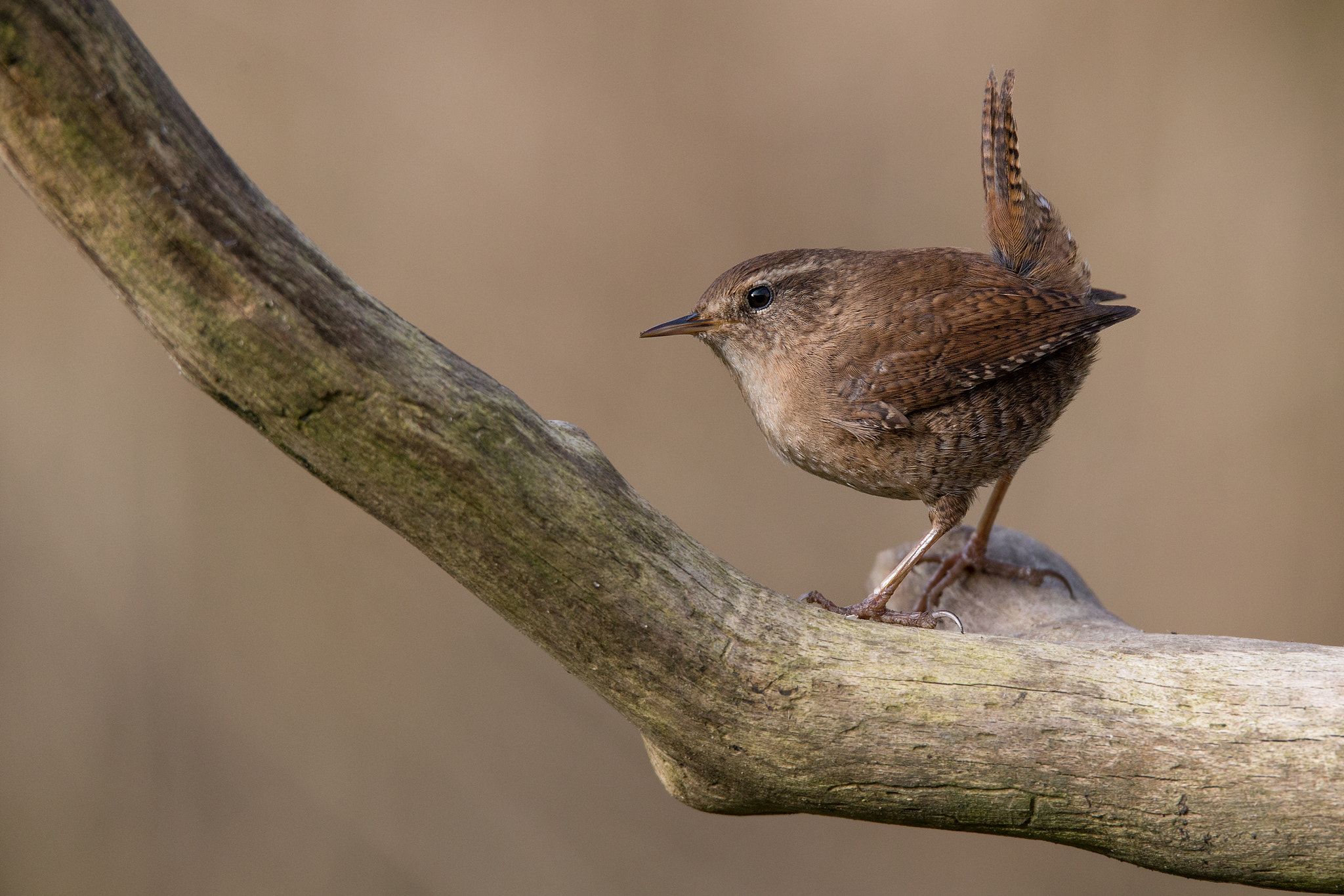 150-600mm F5-6.3 DG OS HSM | Sports 014 sample photo. Wren! sping is comming! photography