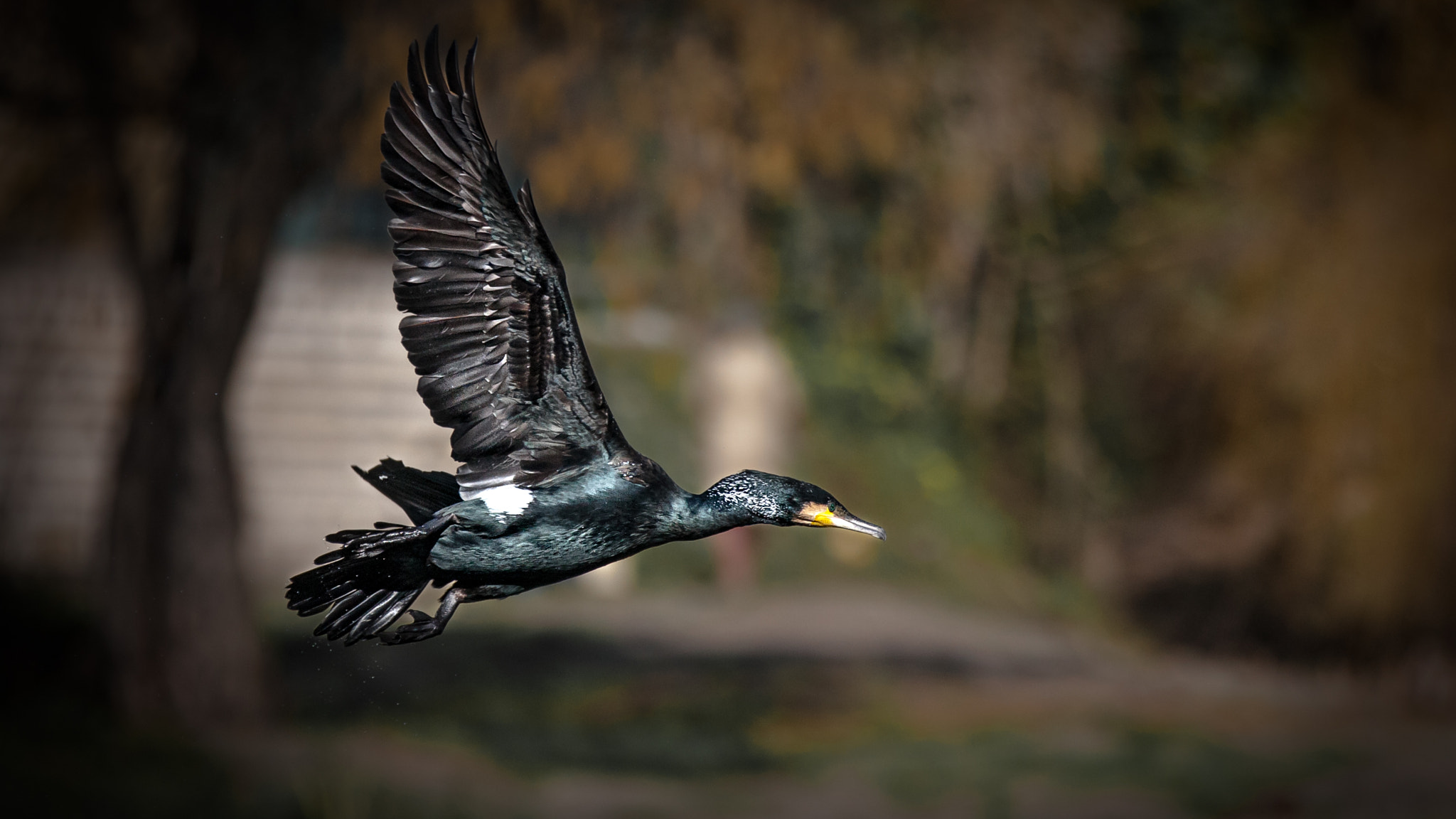 Canon EOS-1D Mark III sample photo. Great cormorant i photography
