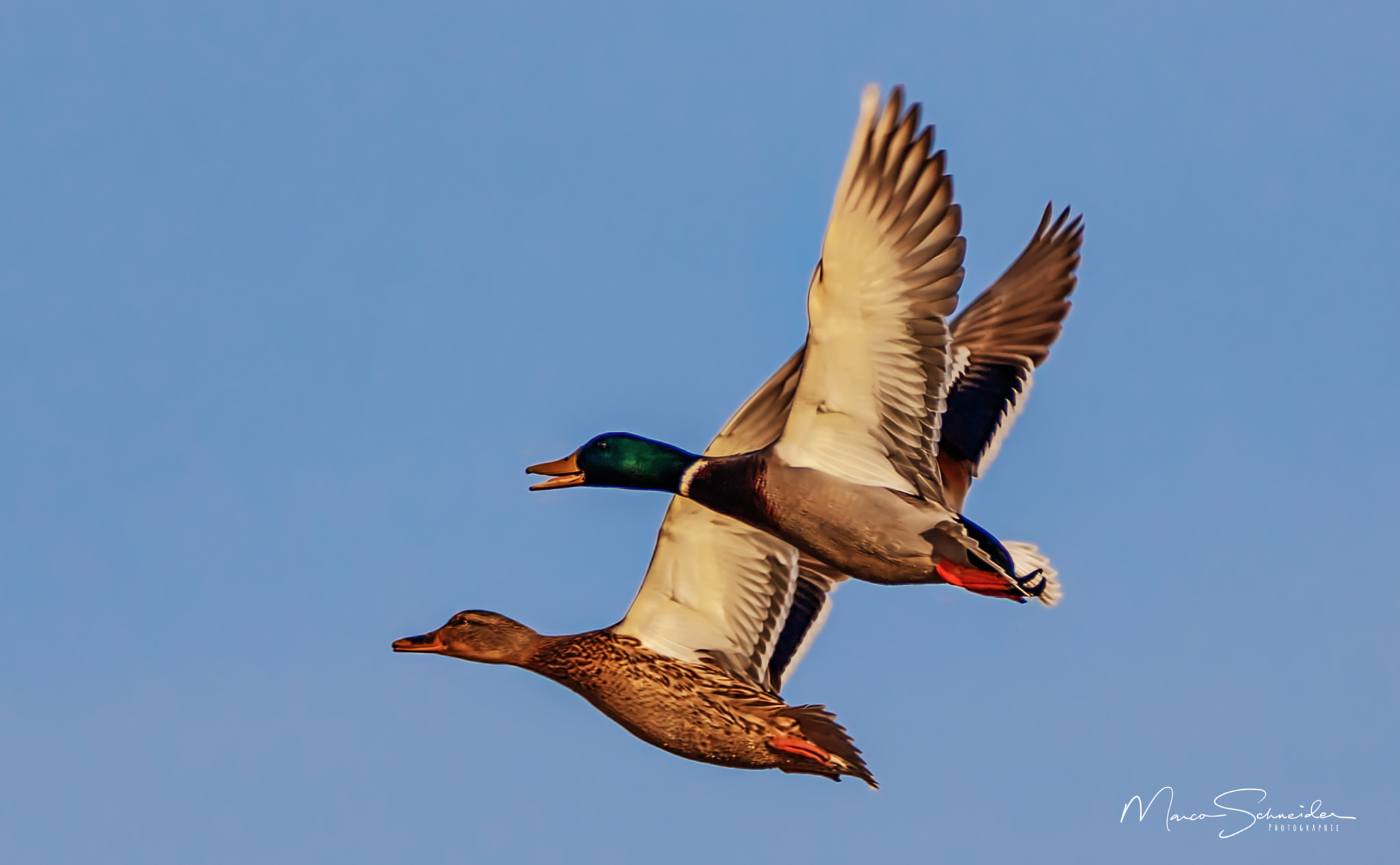 150-600mm F5-6.3 DG OS HSM | Contemporary 015 sample photo. Stockenten im flug. photography