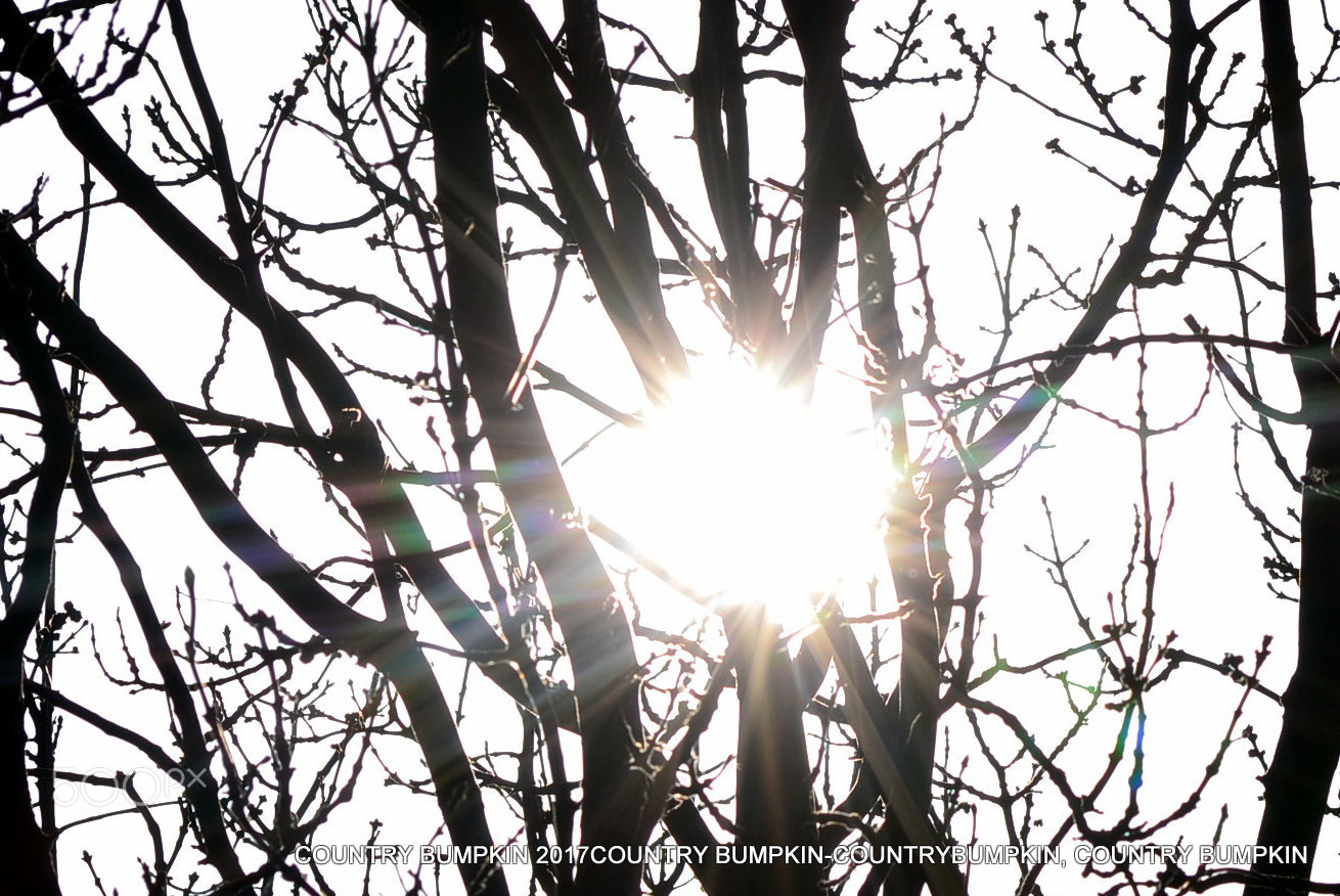 Sigma 70-300mm F4-5.6 APO DG Macro sample photo. Sunbeams photography