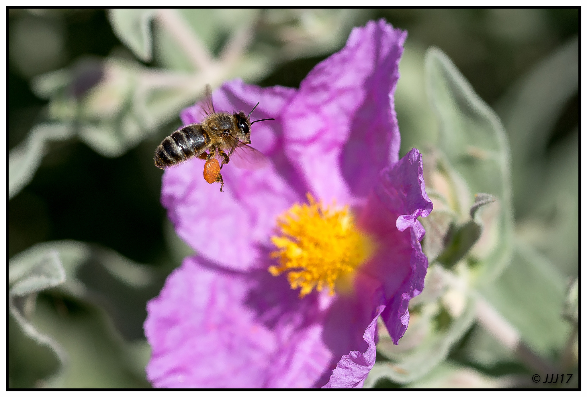 Sigma 105mm F2.8 EX DG Macro sample photo. Abeja recolectando polen photography
