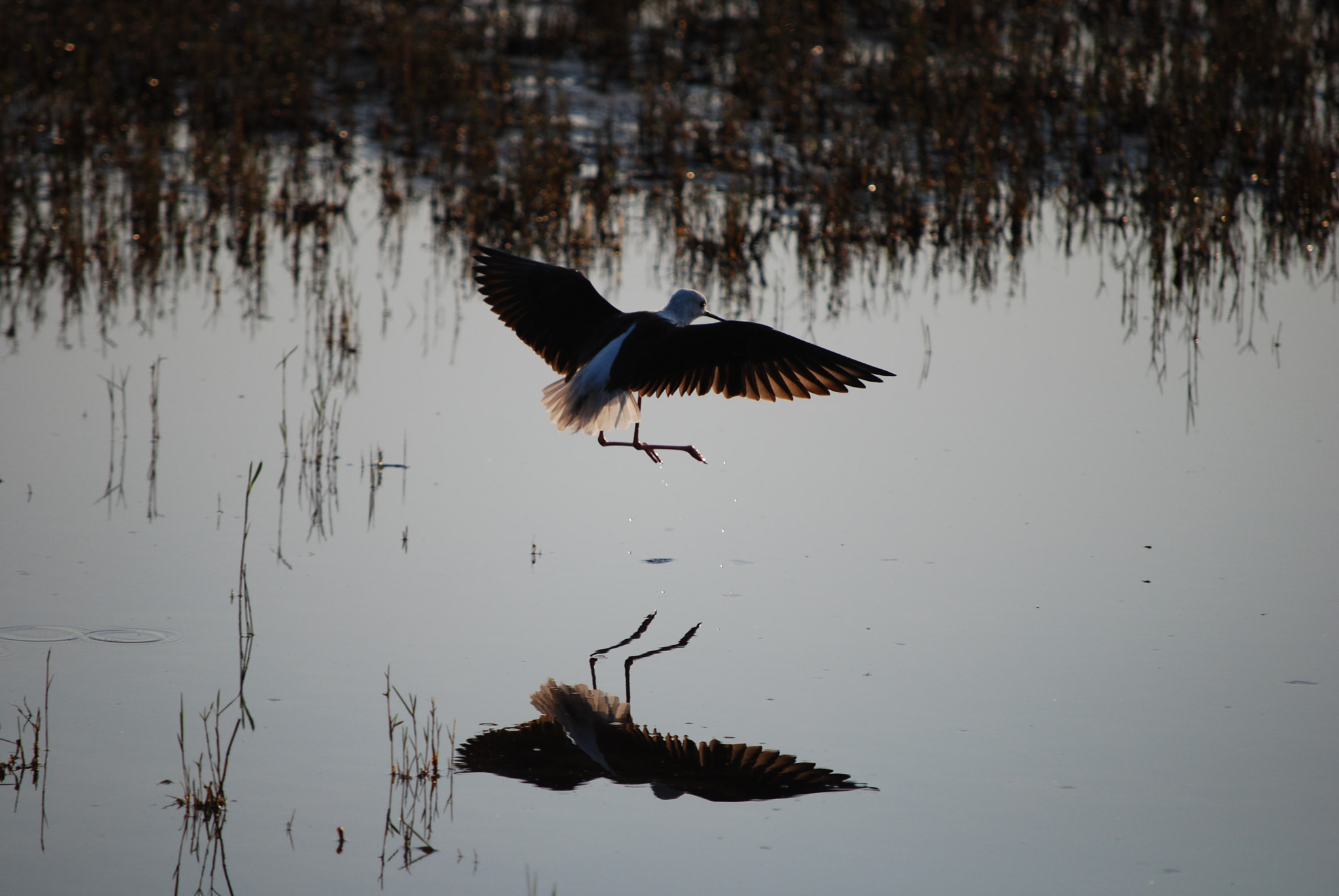Nikon D60 sample photo. Botswana - okavango photography
