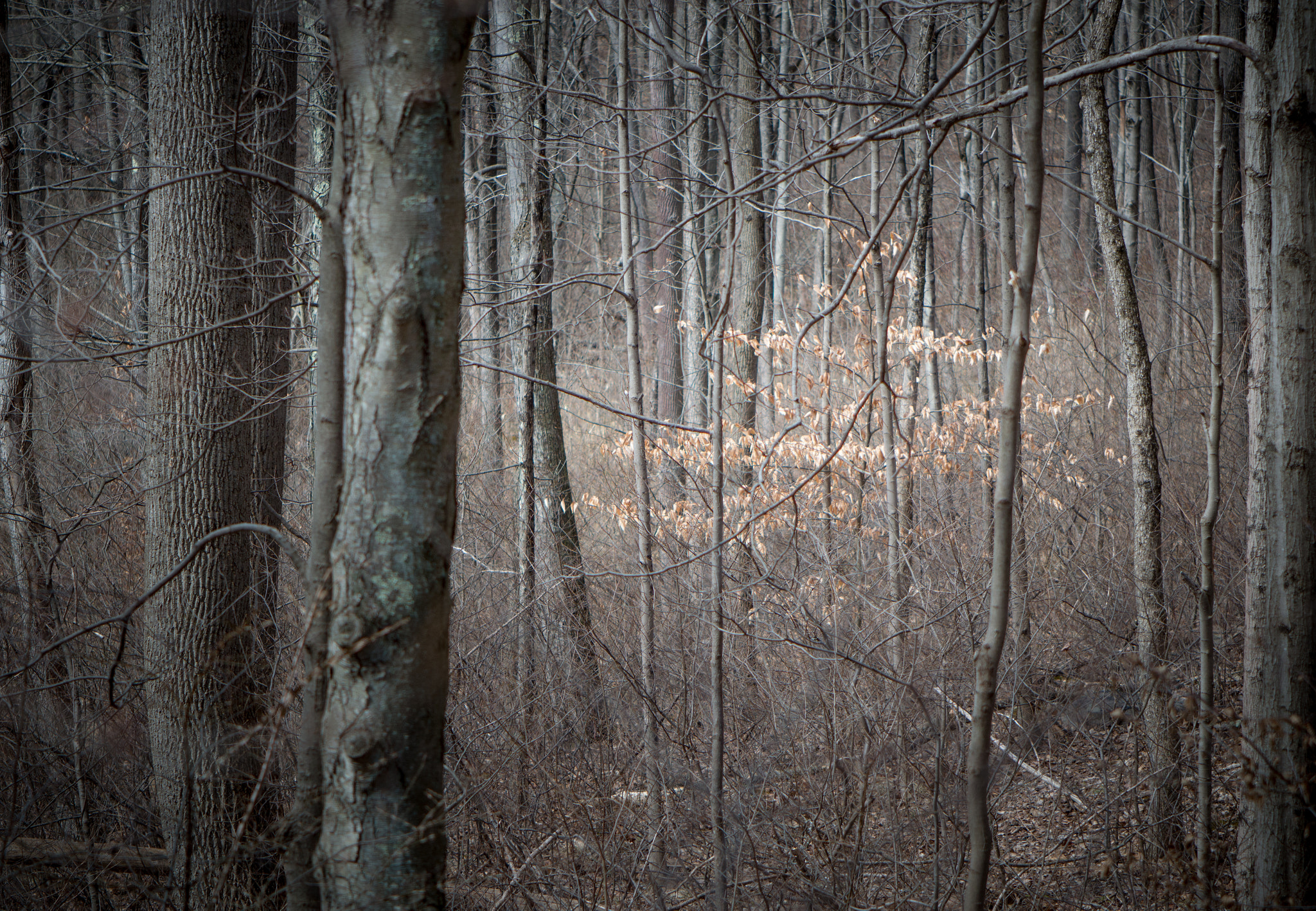 Nikon AF-S DX Micro-Nikkor 85mm F3.5G ED VR sample photo. A lightness in the forest... photography