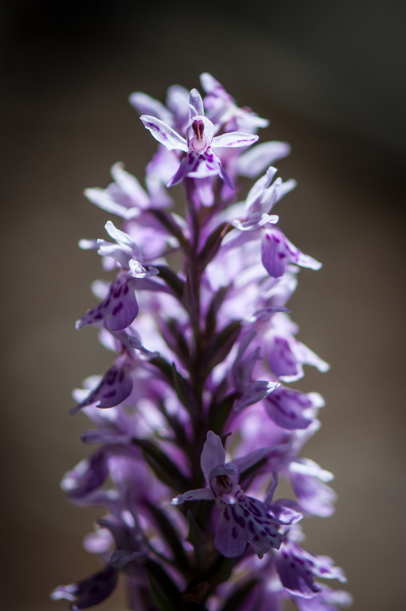 Nikon AF-S Micro-Nikkor 105mm F2.8G IF-ED VR sample photo. Flower in alps photography