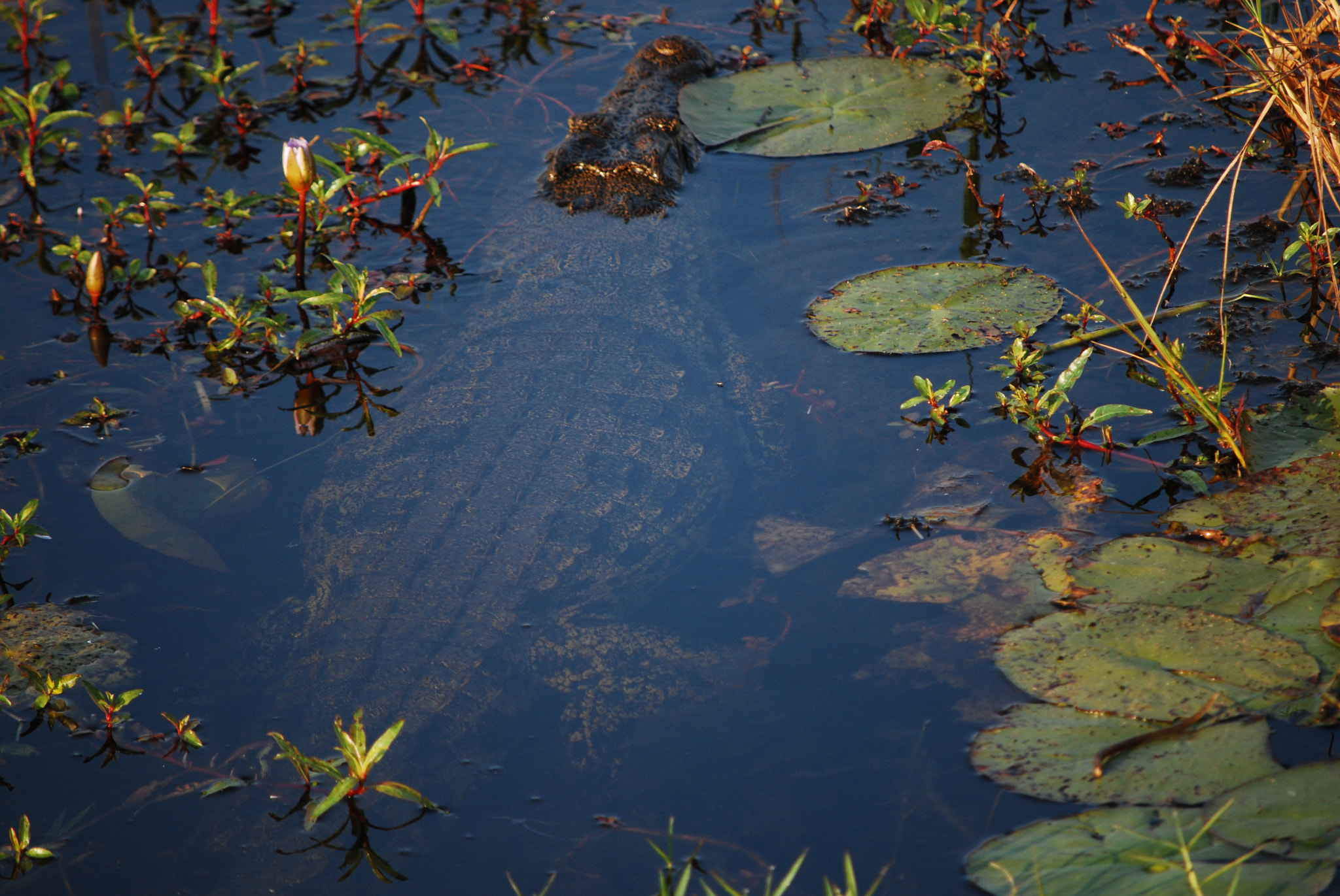 Nikon D60 sample photo. Botswana - okavango photography