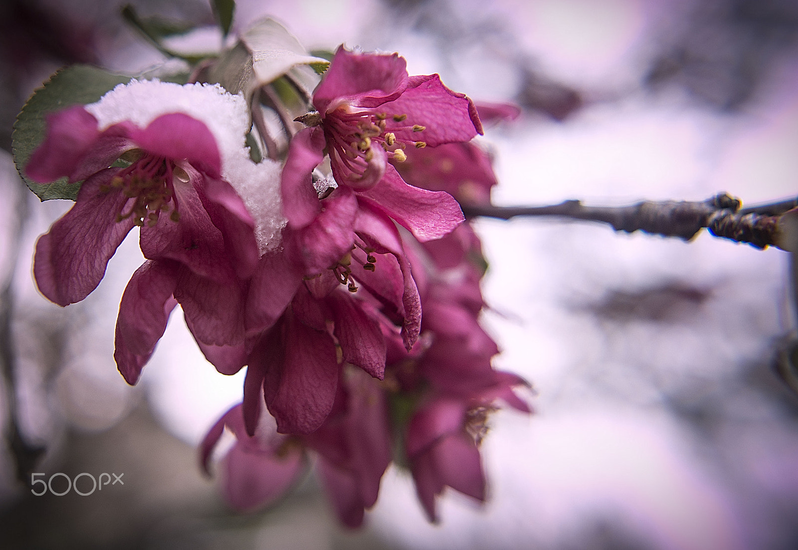 Nikon D7200 sample photo. Winter bloom ii photography