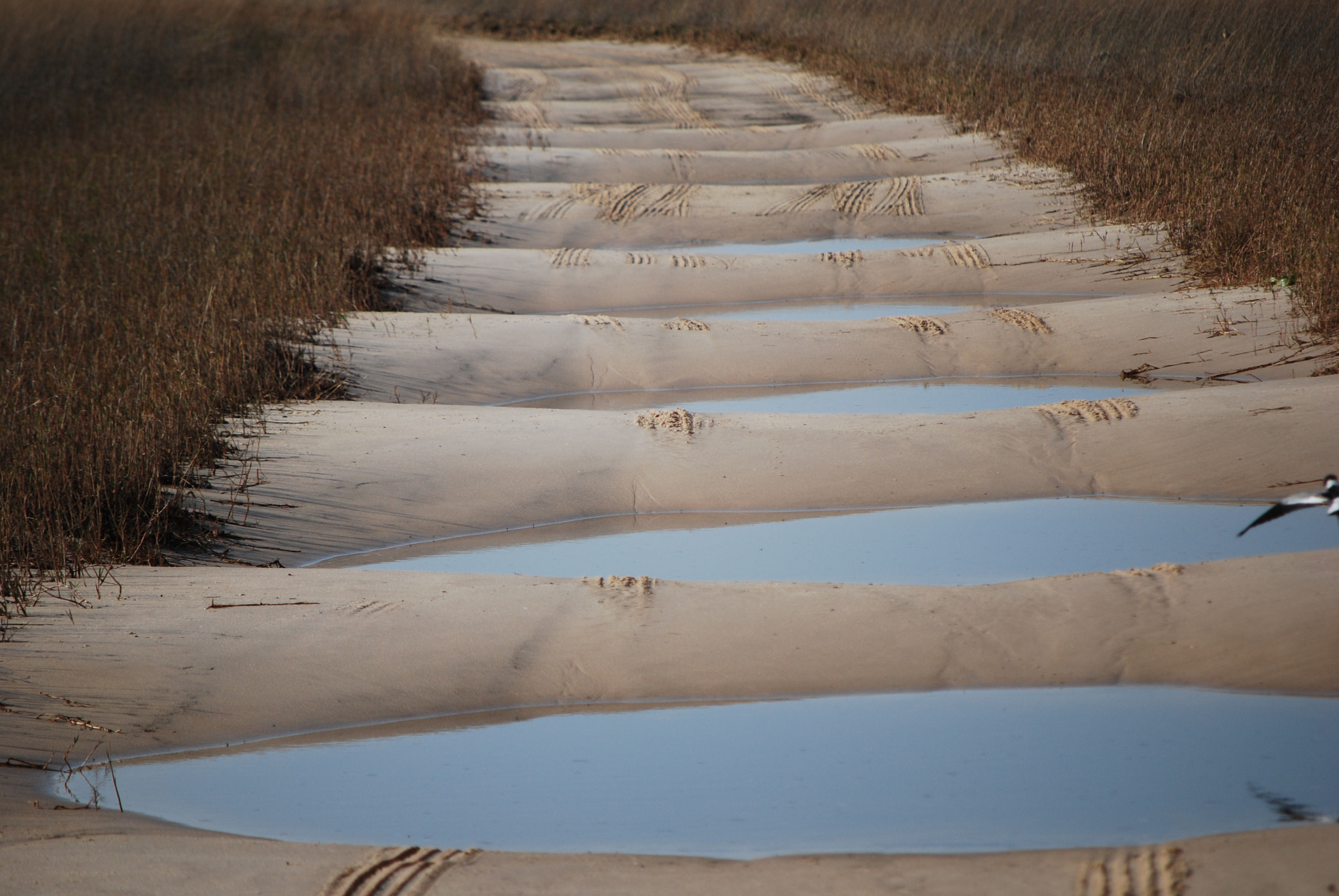Nikon D60 sample photo. Botswana - okavango photography