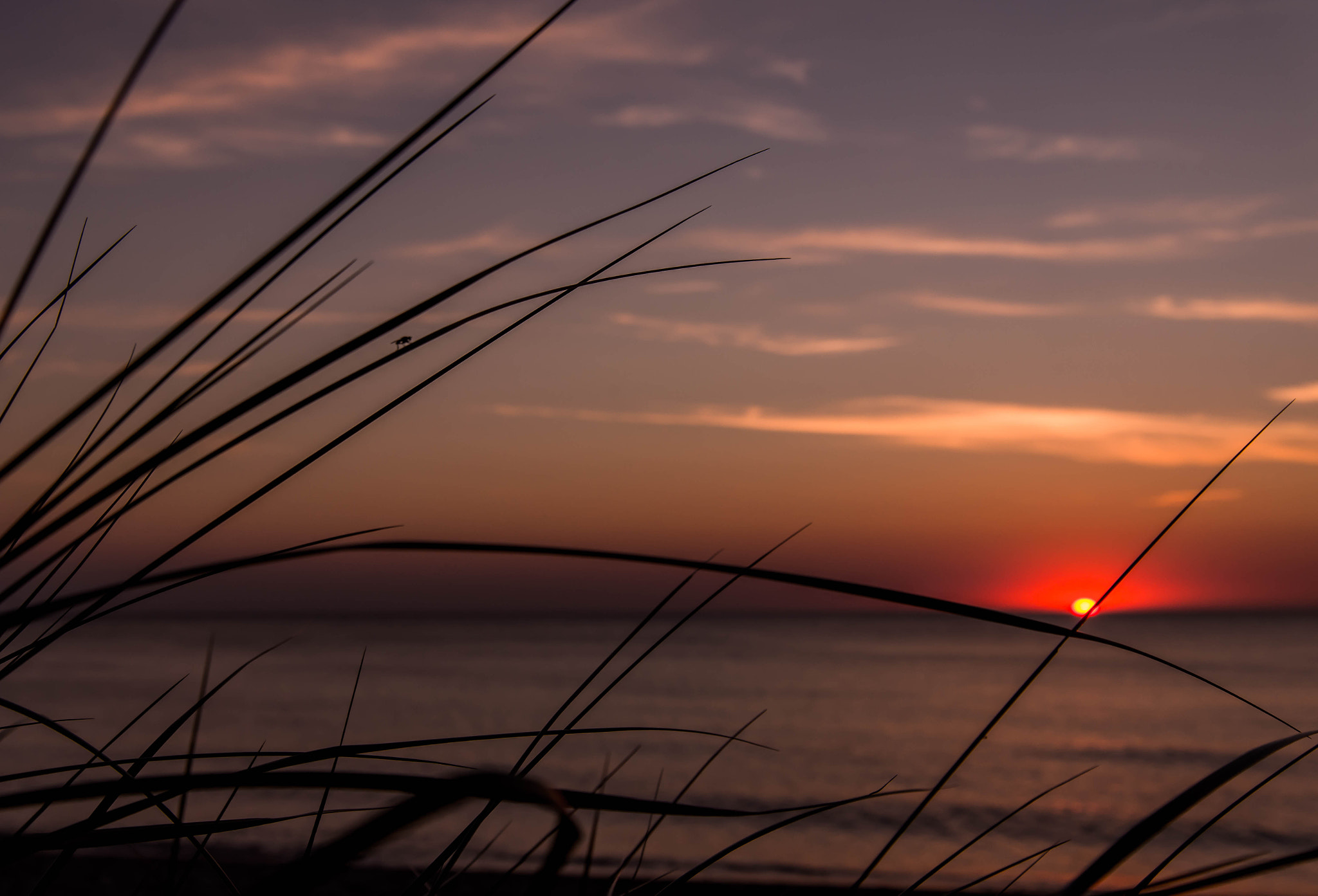 Nikon D600 sample photo. Fly photography