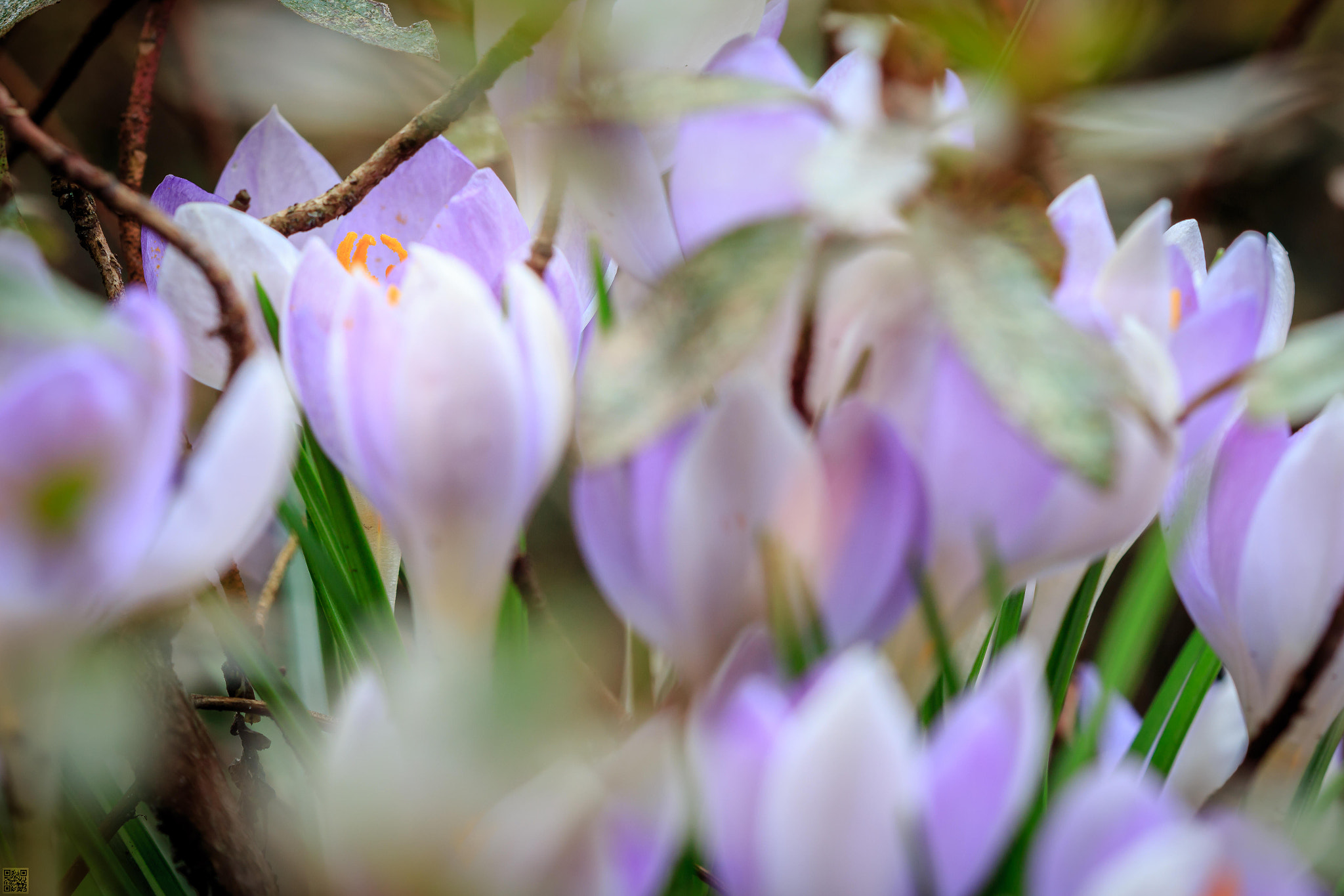 Canon EF 100mm F2.8 Macro USM sample photo. Abundant spring photography