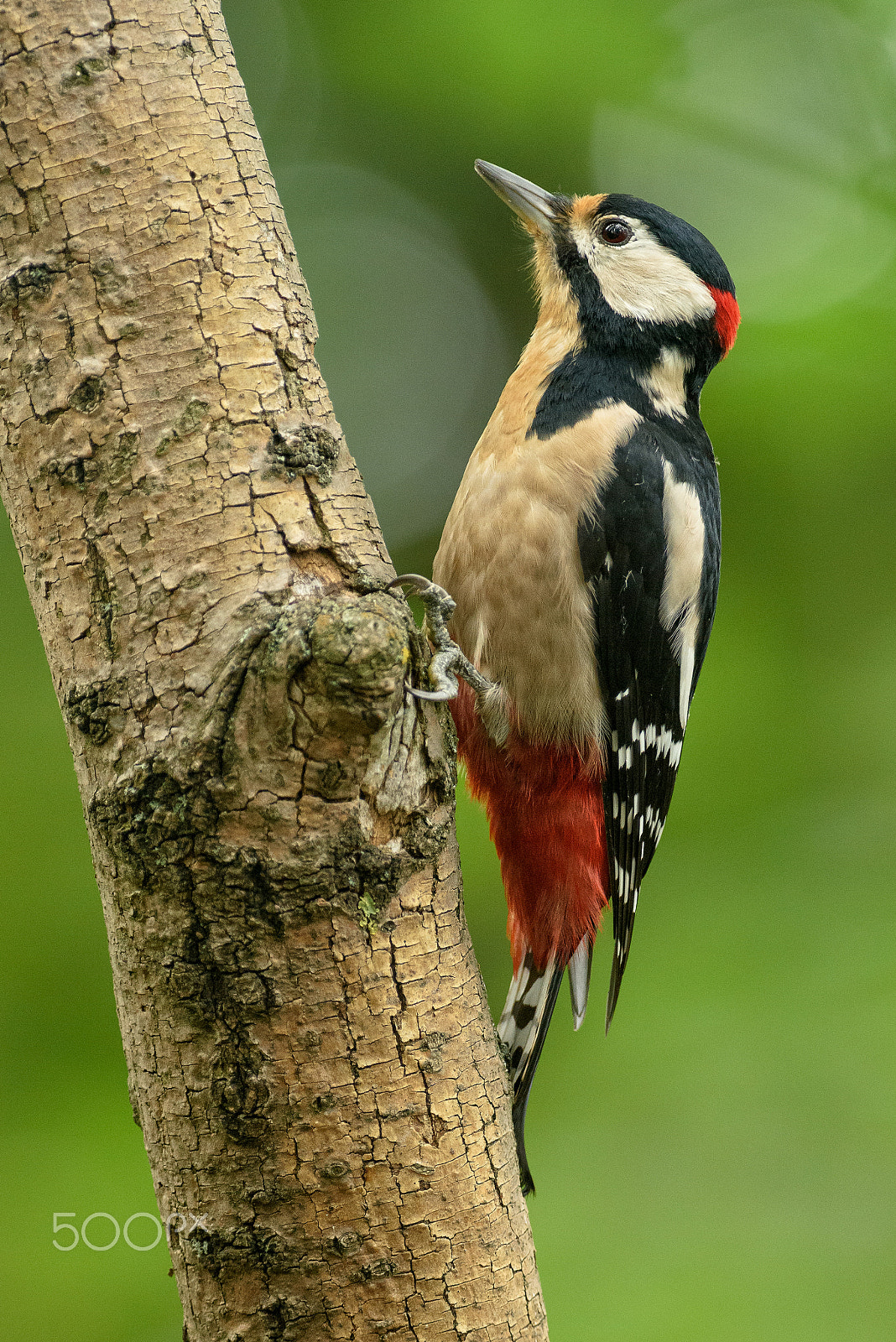Nikon AF-S Nikkor 300mm F2.8G ED VR II sample photo. Dendrocopos major photography