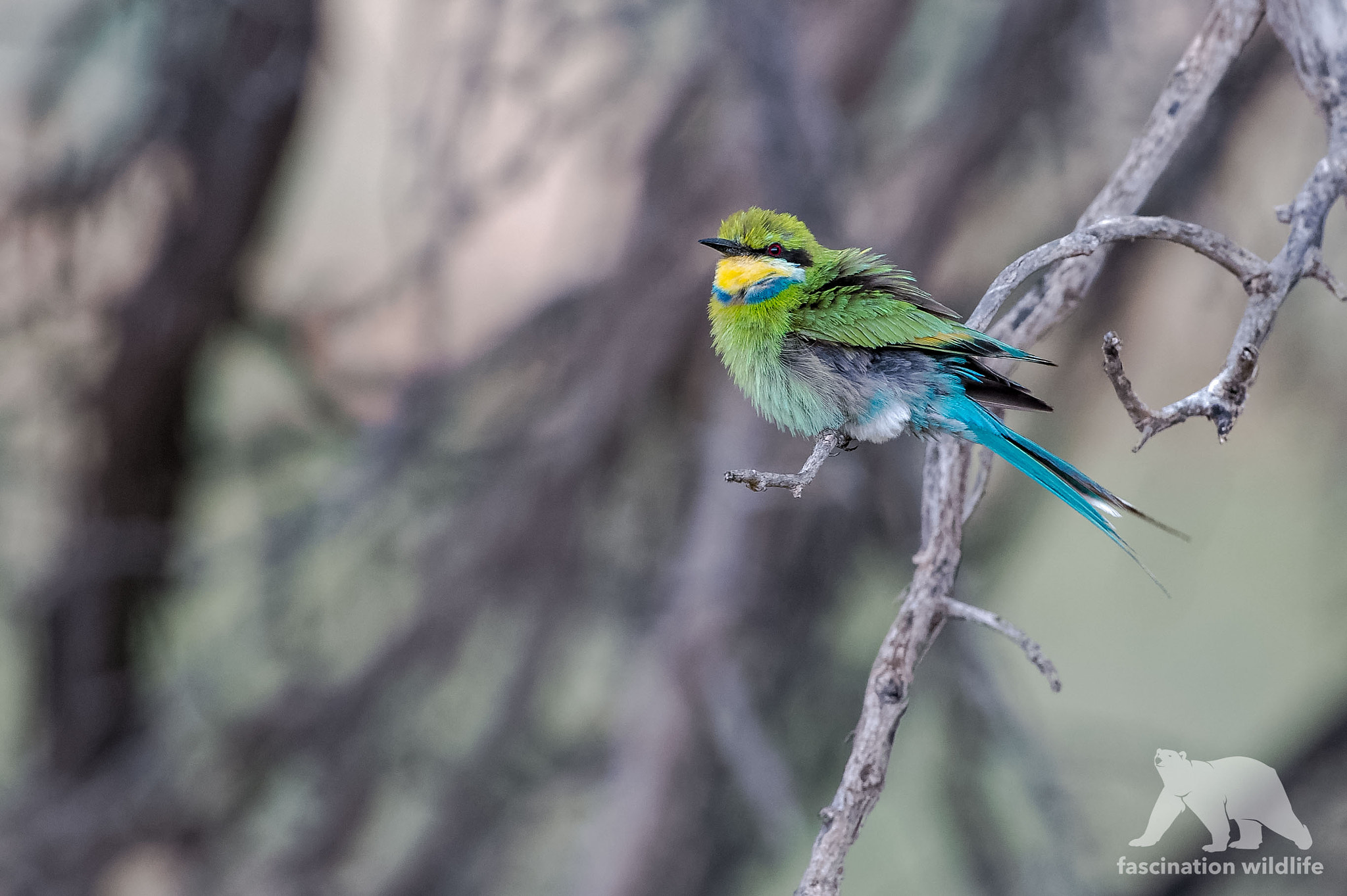 Nikon D4S sample photo. Swallow-tailed bee-eater photography