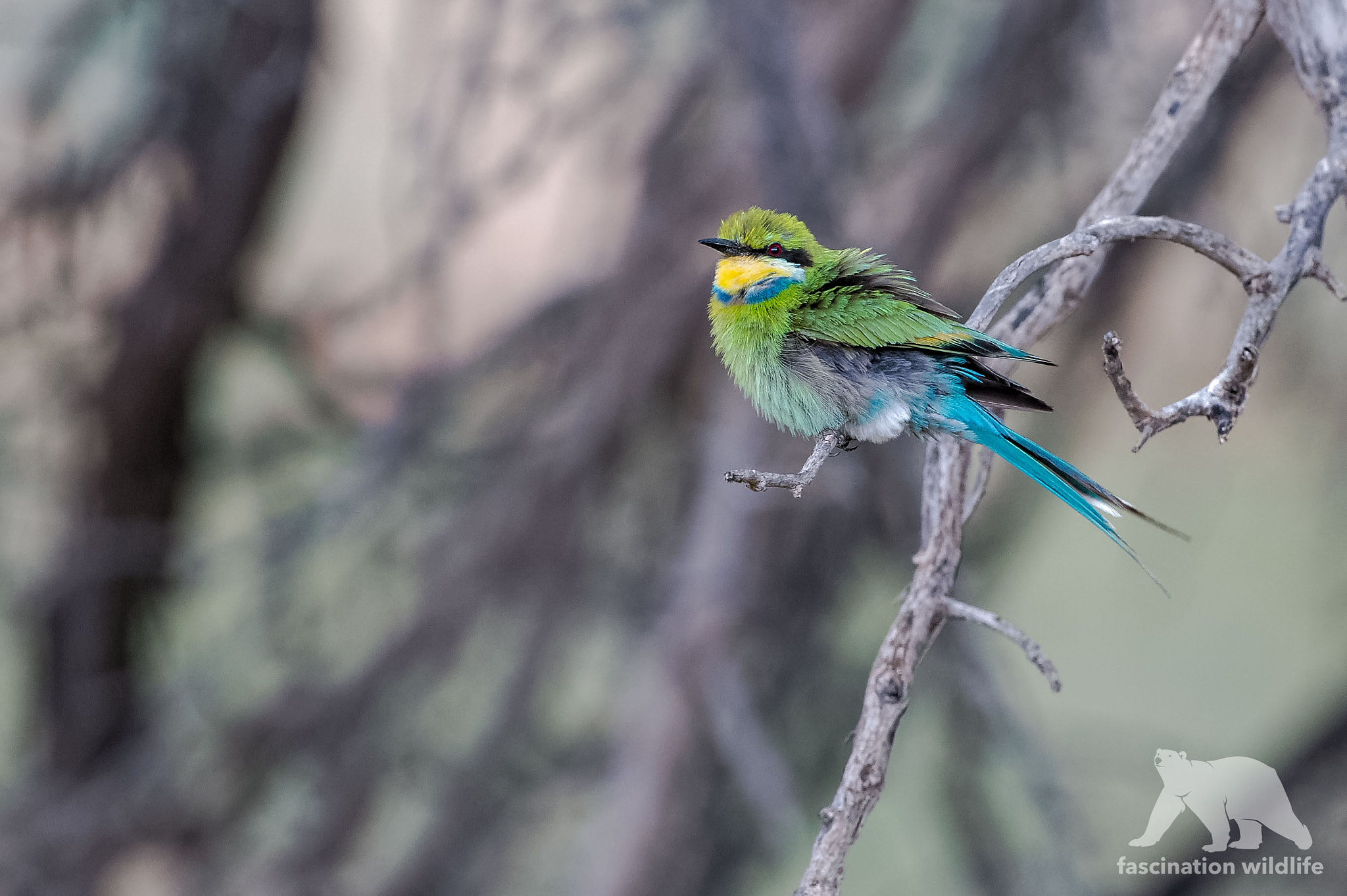 Sigma 150-600mm F5-6.3 DG OS HSM | S sample photo. Swallow-tailed bee-eater photography