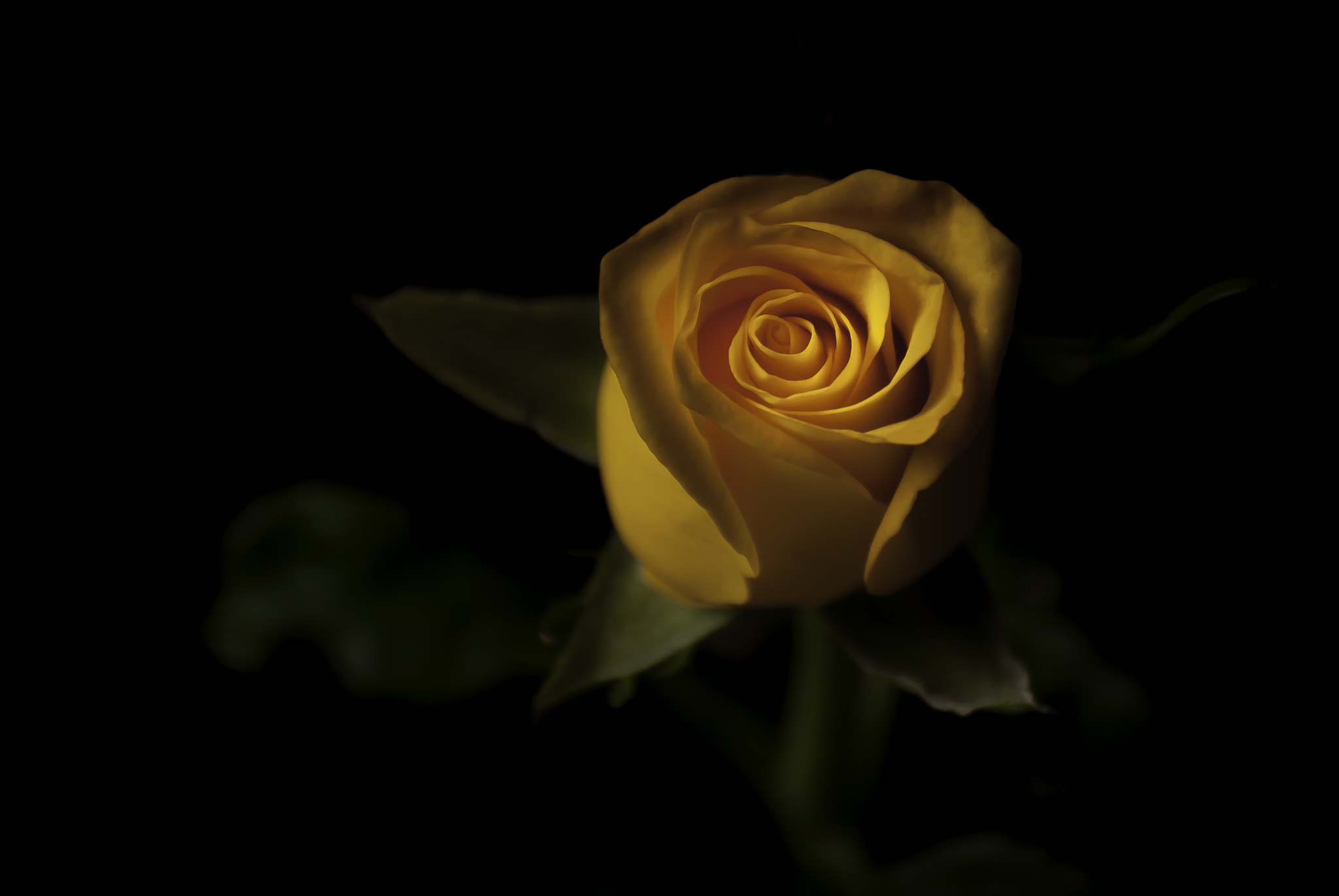Nikon D200 sample photo. 32562752784.jpg photography