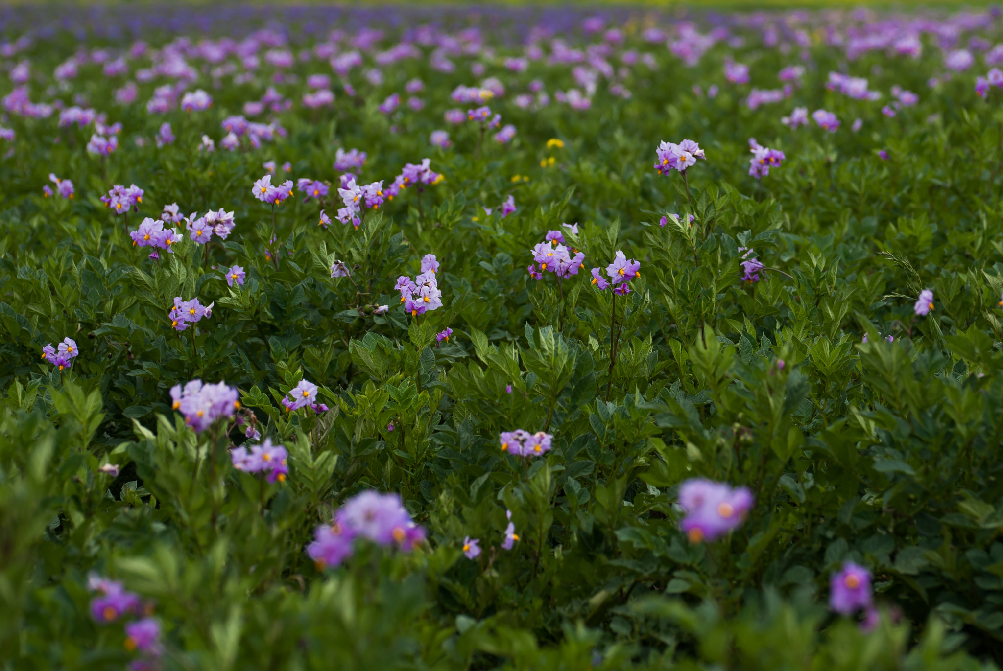Nikon D200 sample photo. 25652110474.jpg photography